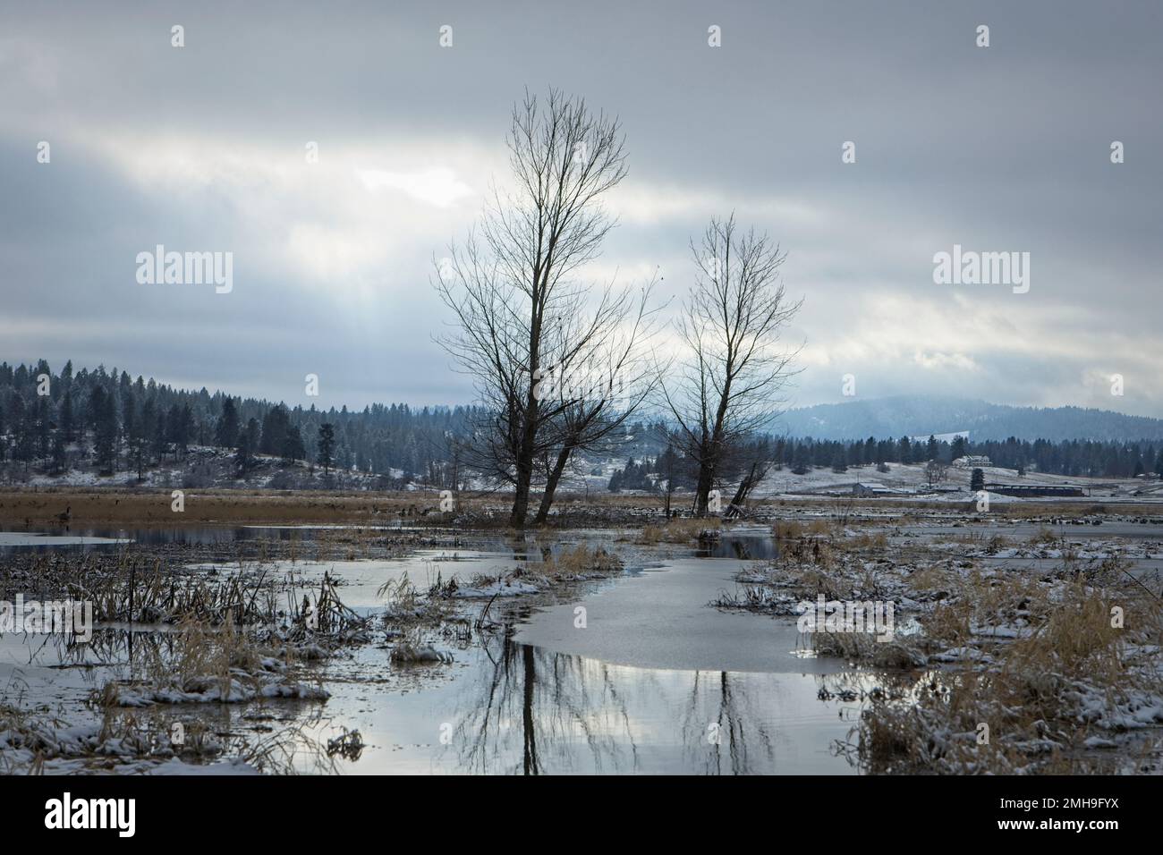 Une photo de paysage de deux arbres arides se tenant dans un champ partiellement inondé en hiver près de Spokane, Washington. Banque D'Images