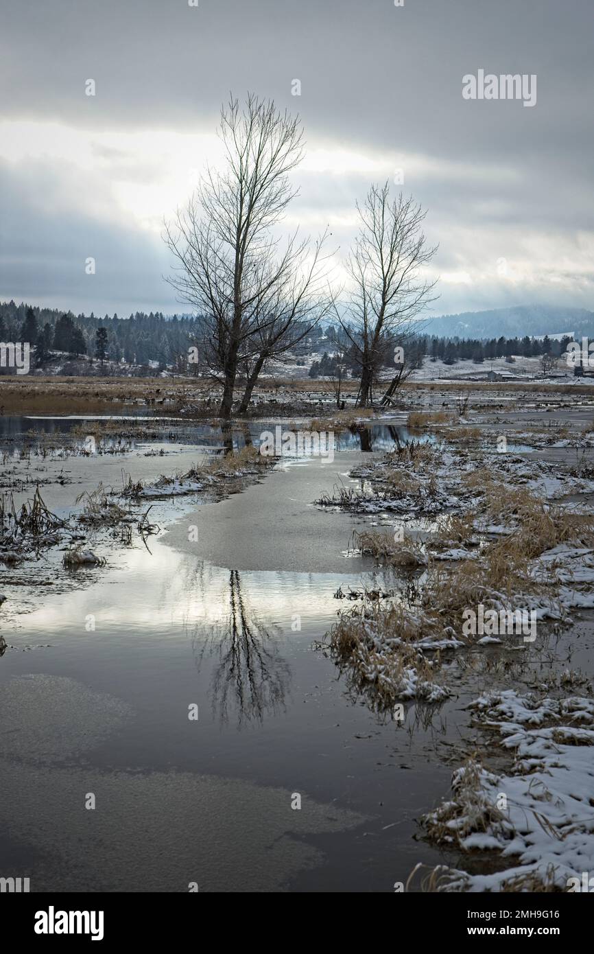 Une photo de paysage de deux arbres arides se tenant dans un champ partiellement inondé en hiver près de Spokane, Washington. Banque D'Images