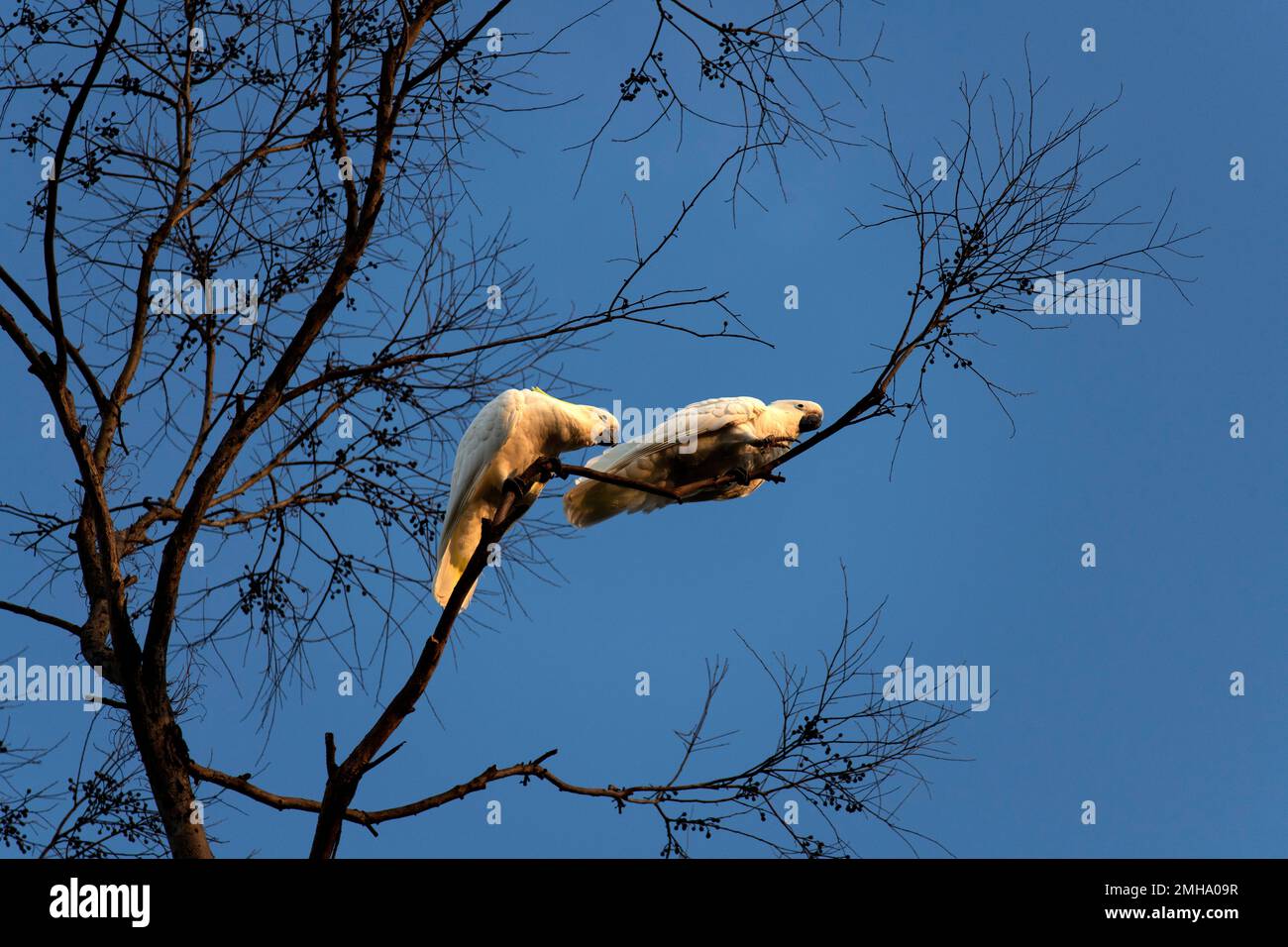 Une paire de Cockatoos à Crescent (Cacatua galerita) perçant sur la branche d'un arbre à Sydney, Nouvelle-Galles du Sud, Australie (photo de Tara Chand Malhotra) Banque D'Images