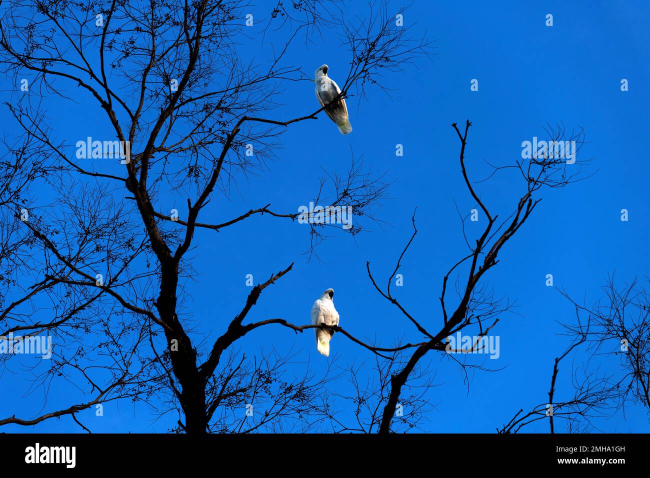 Une paire de Cockatoos à Crescent (Cacatua galerita) perçant sur un arbre à Sydney, Nouvelle-Galles du Sud, Australie (photo de Tara Chand Malhotra) Banque D'Images