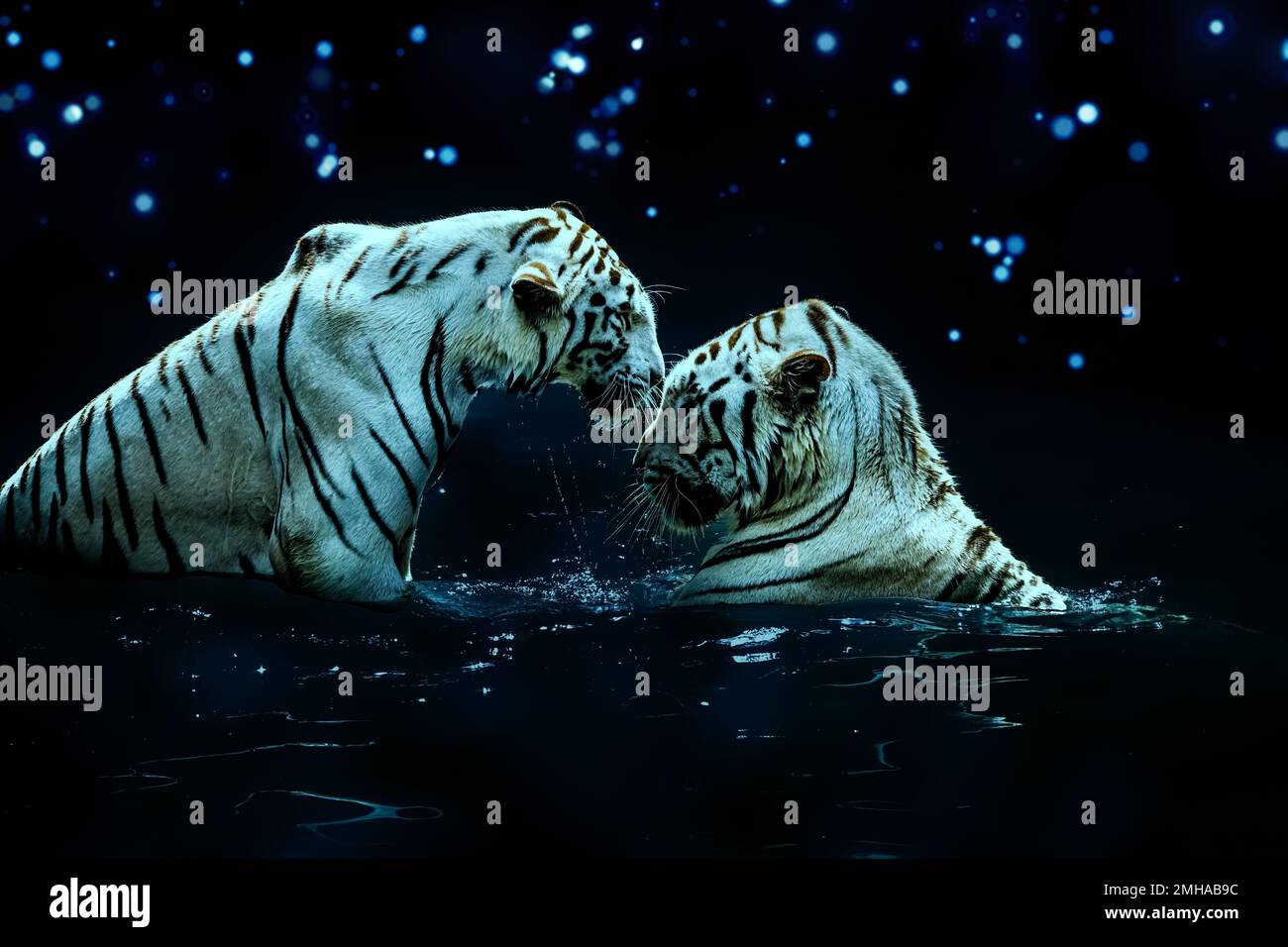 L'art numérique d'un couple de tigres blancs romantiques dans l'eau sous une nuit étoilée. Même les animaux les plus majestueux connaissent l'amour. Banque D'Images