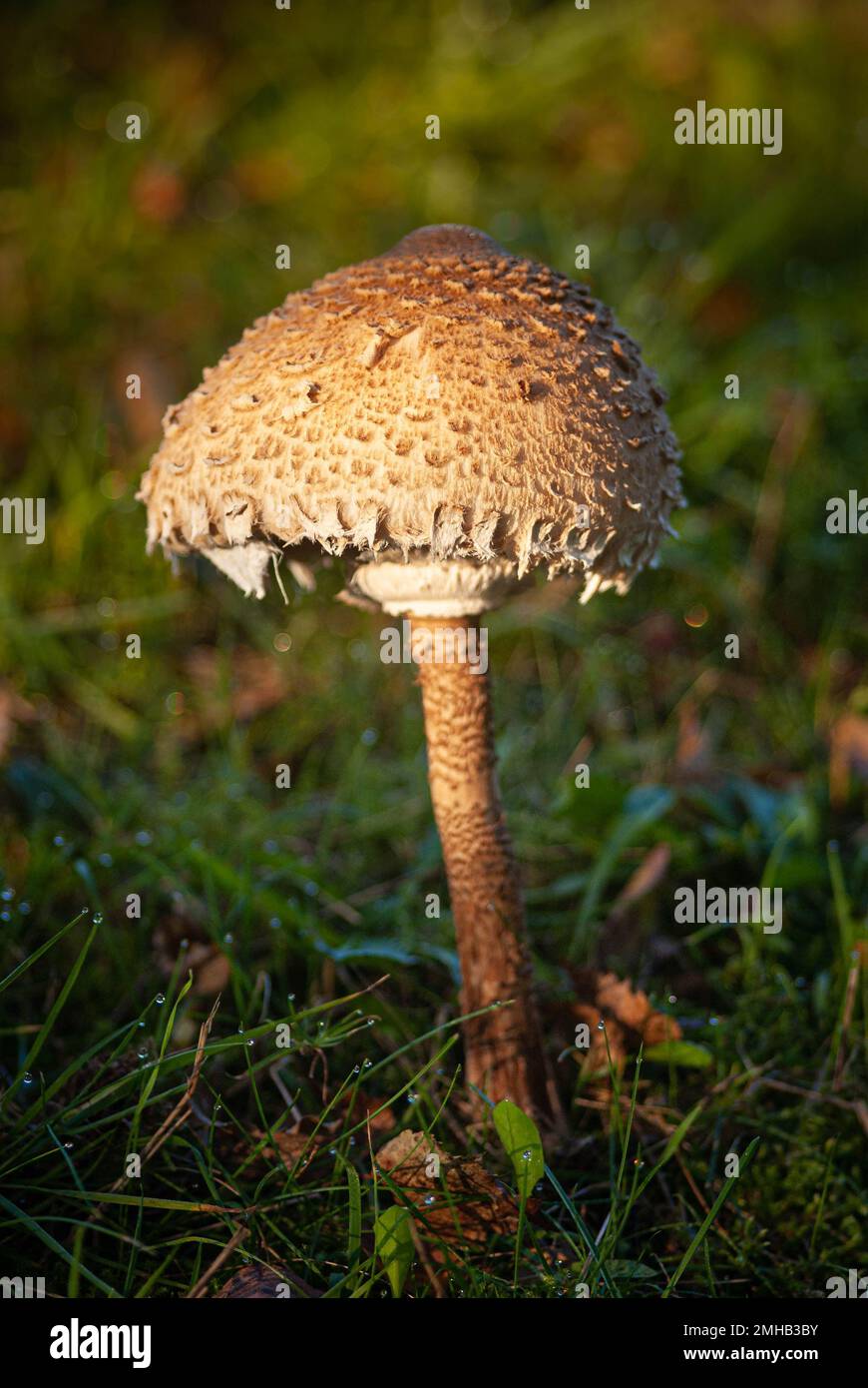 Champignons parasol, Macrolepiota procera, Bedla vysoká Banque D'Images