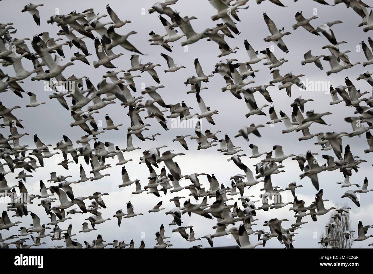 Thousands of snow geese take flight over a farm field at their winter grounds Friday, Dec. 13, 2019, in the Skagit Valley near Conway, Wash. More than 50,000 of the birds flock annually to the valley, after migrating from the Arctic tundra. The birds are up to 33 inches tall with a wingspan of over four feet. (AP Photo/Elaine Thompson) Banque D'Images