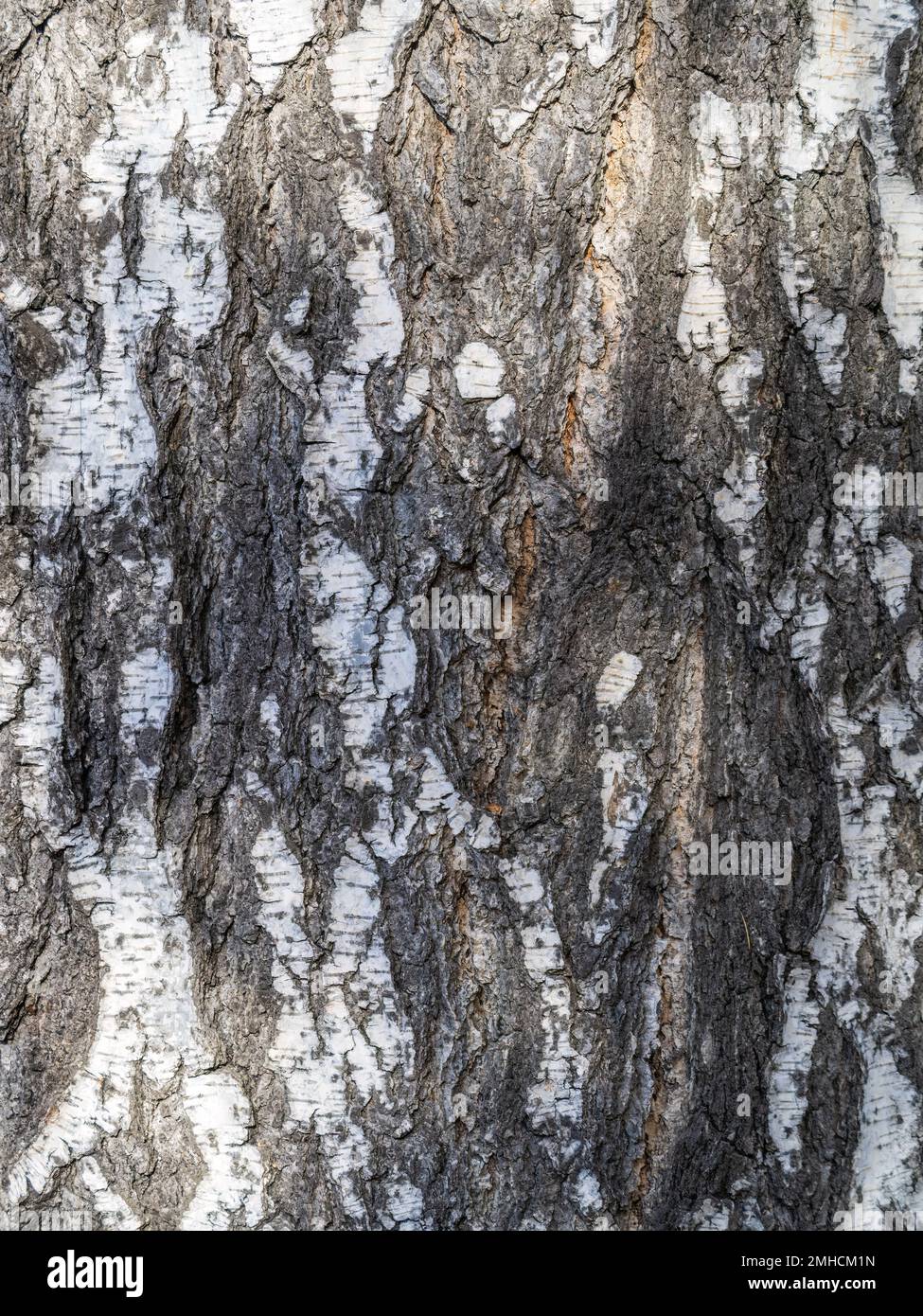 Texture écorce de bouleau. La texture de l'écorce de bouleau. Arrière-plan de l'écorce de bouleau. Tronc de bouleau, Betula pendula. Banque D'Images