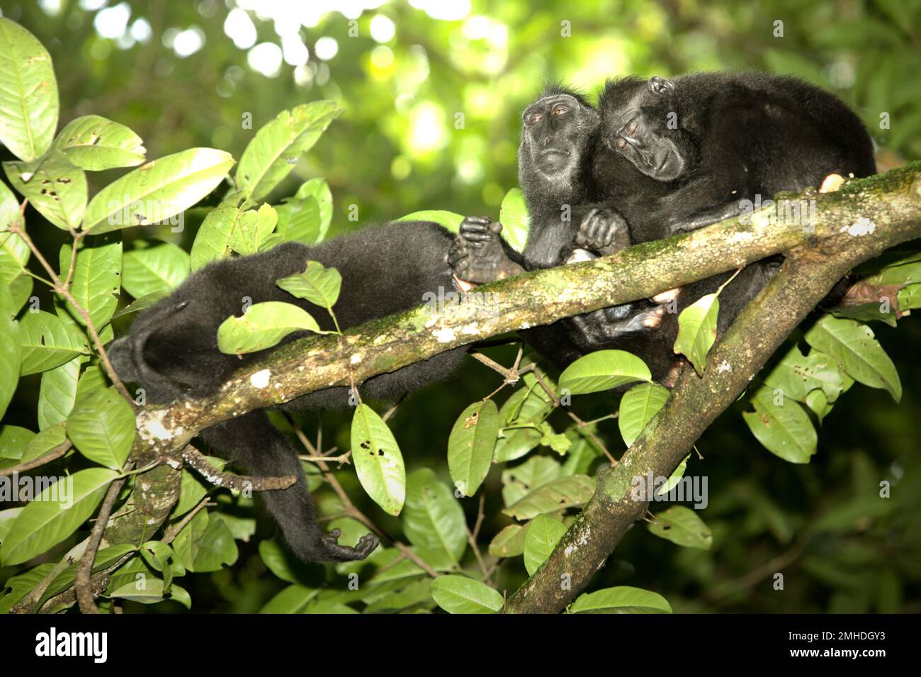 Les macaques Sulawesi à craché noir (Macaca nigra) sont sur le point de faire une sieste alors qu'ils font une pause pour s'arrêter sur un arbre dans la réserve naturelle de Tangkoko, au nord de Sulawesi, en Indonésie. L'impact du changement climatique sur les espèces endémiques peut être vu sur le changement de comportement et la disponibilité alimentaire, Cela influence leur taux de survie._ "comme les humains, les primates surchauffent et deviennent déshydratés avec une activité physique continue par temps extrêmement chaud", selon un scientifique, Brogan M. Stewart, dans son rapport publié en 2021 sur la conversation. « Dans un avenir plus chaud, ils devraient s'adapter, se reposer et rester dans... Banque D'Images