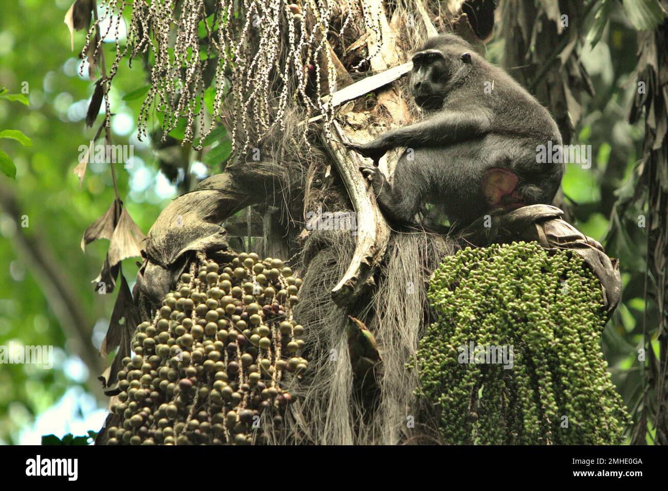 Un macaque à crête noire Sulawesi (Macaca nigra) est en cours de cueillette sur un palmier à sucre (Arenga pinnata) dans la forêt de Tangkoko, au nord de Sulawesi, en Indonésie. Espèce de singe endémique, le Macaca nigra est parfois considéré comme un ravageur en raison de ses activités de raid agricole. Le palmier à sucre est une culture importante sur le plan économique dans la province indonésienne. Banque D'Images