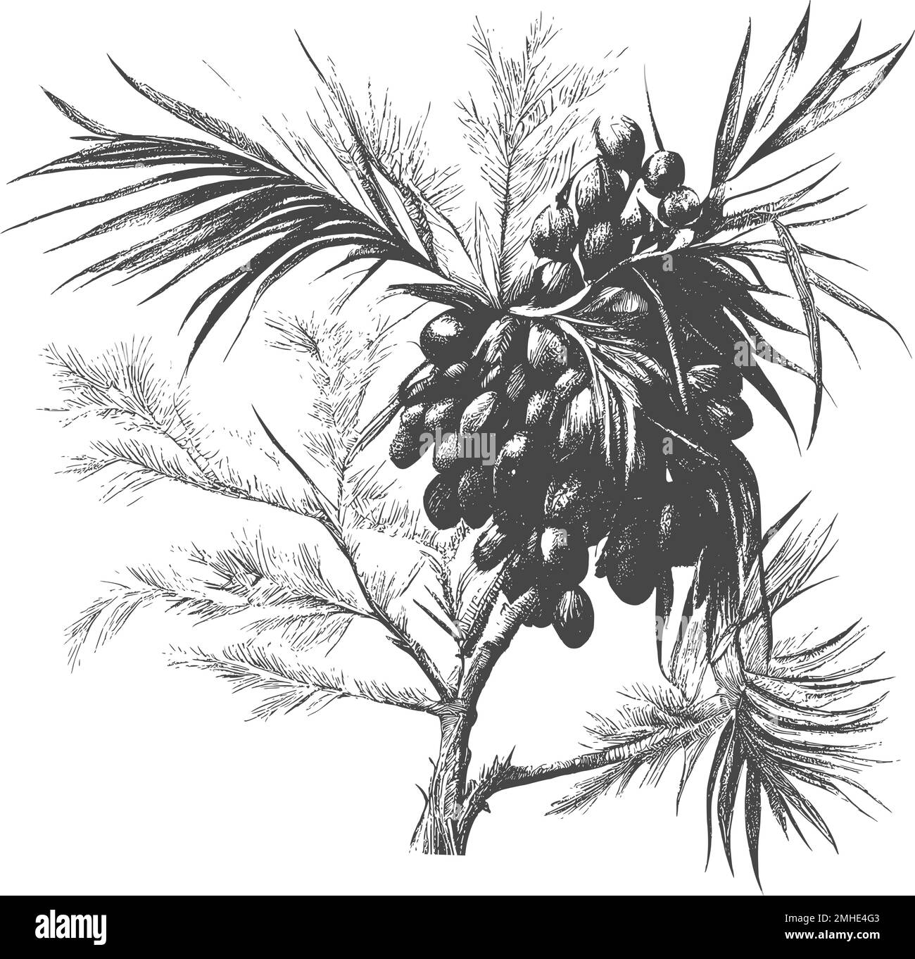 Date feuilles de palmier et fruits mûrs esquisse illustration vectorielle isolée sur fond blanc.encre dates dessinées avec des feuilles. Des fruits mûrs pendent de la branche Illustration de Vecteur