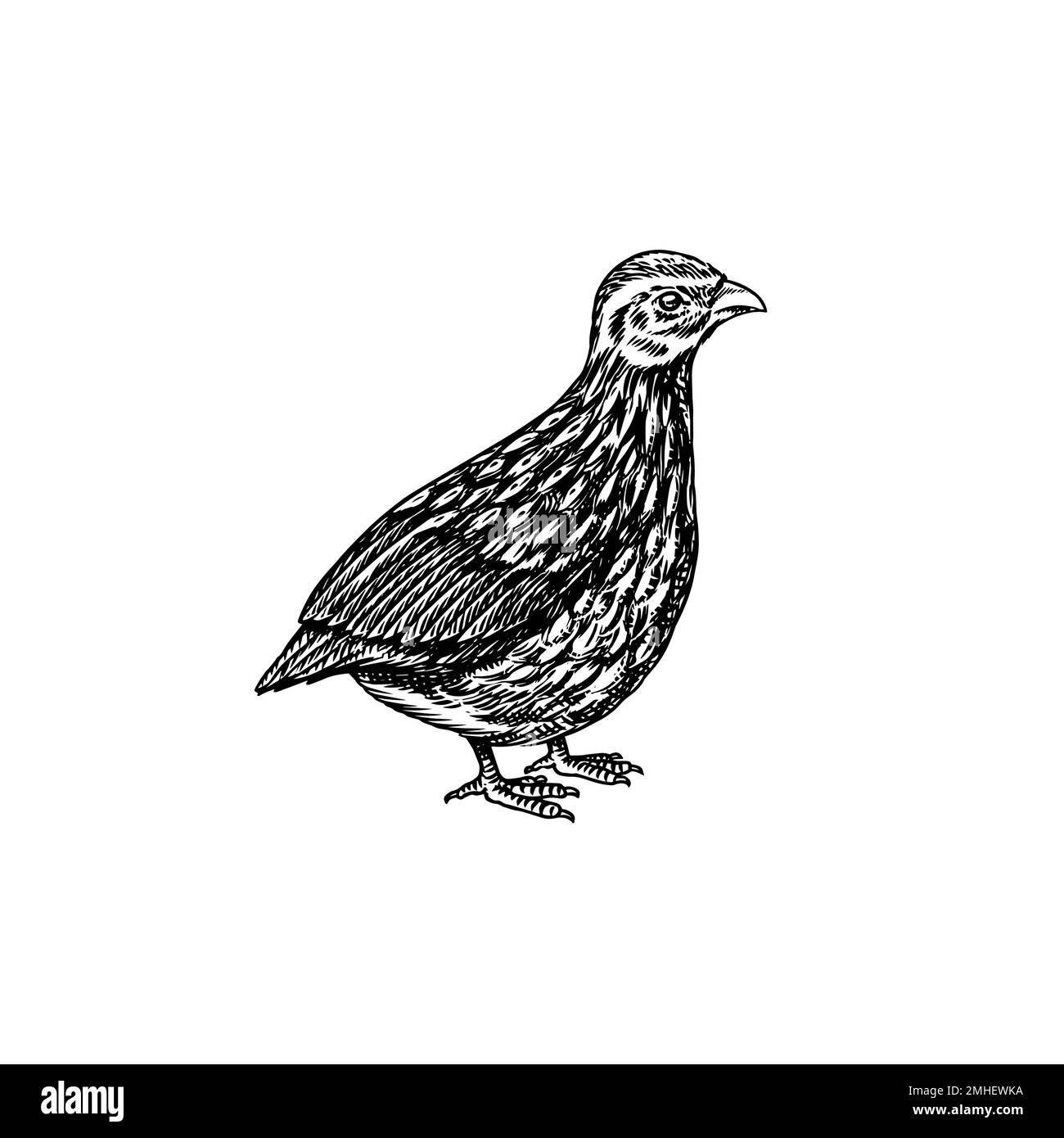 Oiseau de caille commun. Poule tirée à la main. Animal de ferme gravé. Ancienne esquisse monochrome. Volaille domestique. Modèle rétro. Illustration de Vecteur