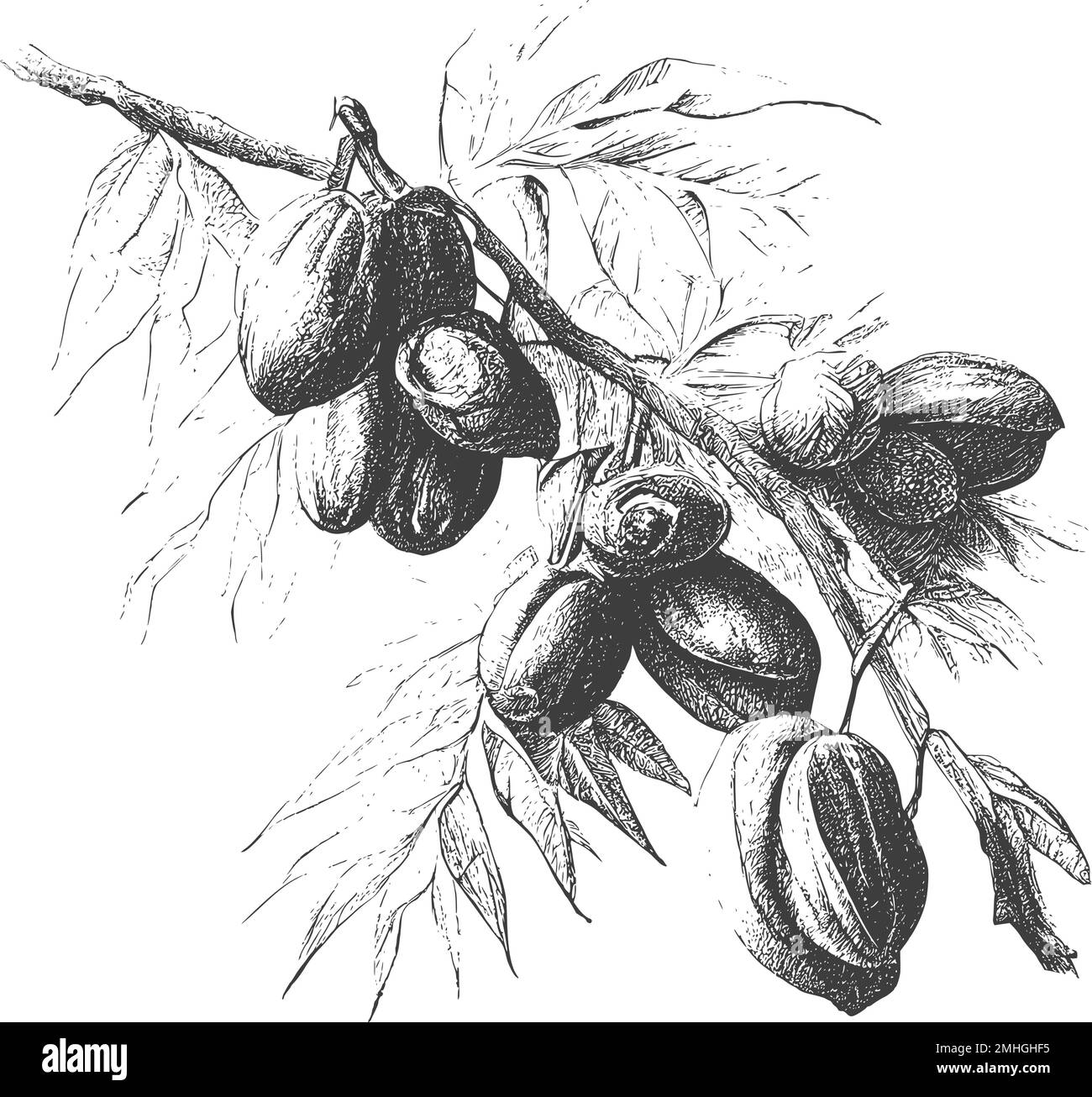 Date feuilles de palmier et fruits mûrs esquisse illustration vectorielle isolée sur fond blanc.encre dates dessinées avec des feuilles. Des fruits mûrs pendent de la branche Illustration de Vecteur