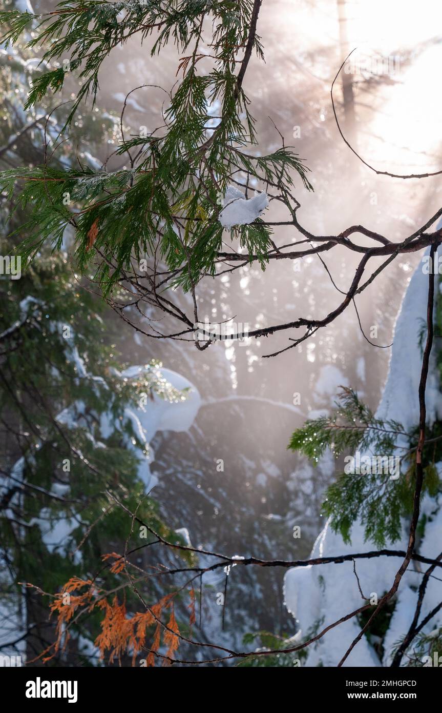 Extérieur du sentier de randonnée couvert de neige jusqu'à Mariposa Grove dans le parc national de Yosemite. Banque D'Images