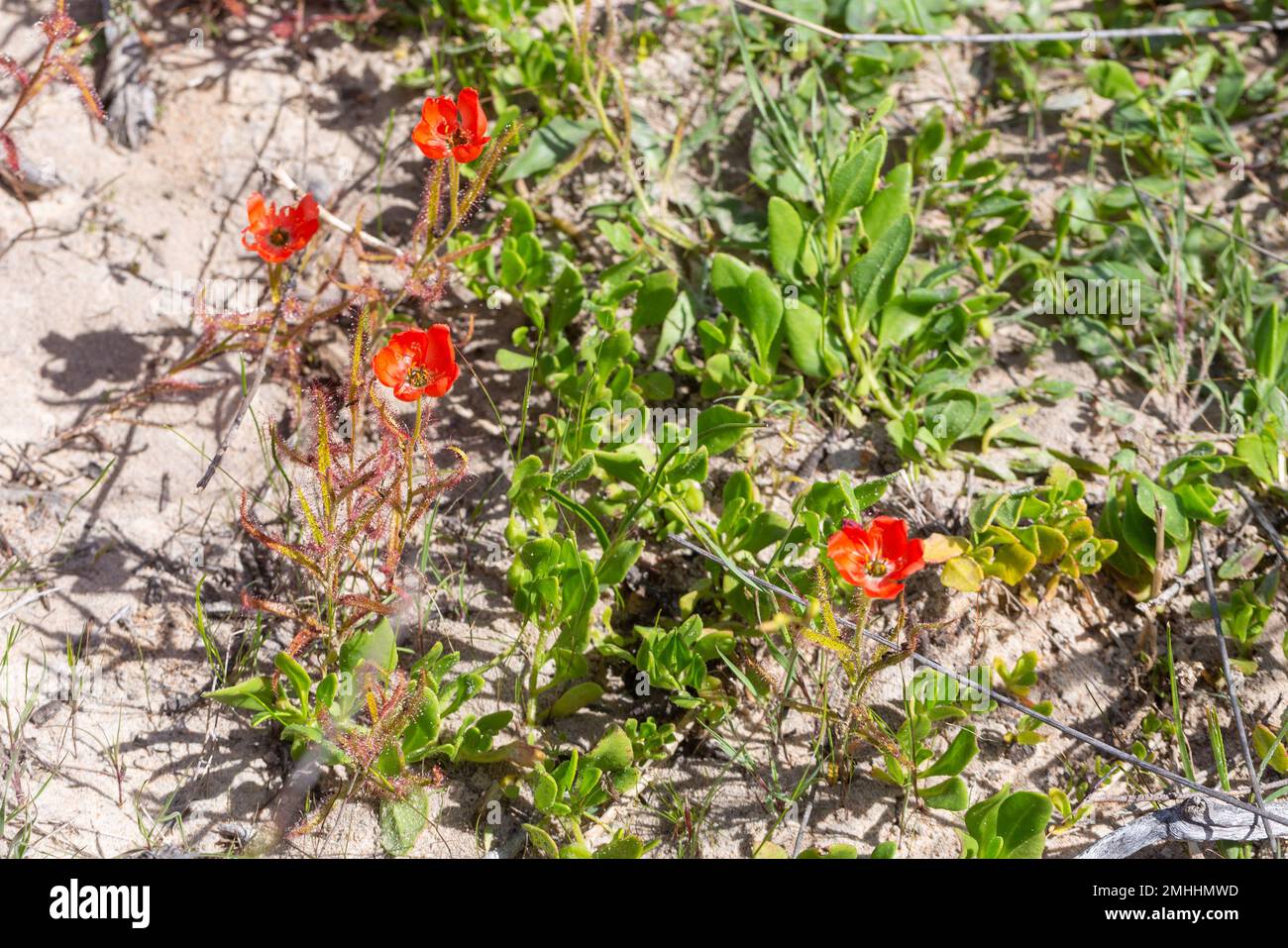 La belle forme à fleurs rouges du Sundew Drosera cistiflora dans l'habitat naturel, plante carnivore, plante collante, Cap occidental de l'Afrique du Sud Banque D'Images