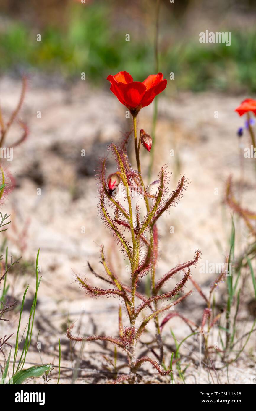 La belle forme à fleurs rouges du Sundew Drosera cistiflora dans l'habitat naturel, plante carnivore, plante collante, Cap occidental de l'Afrique du Sud Banque D'Images