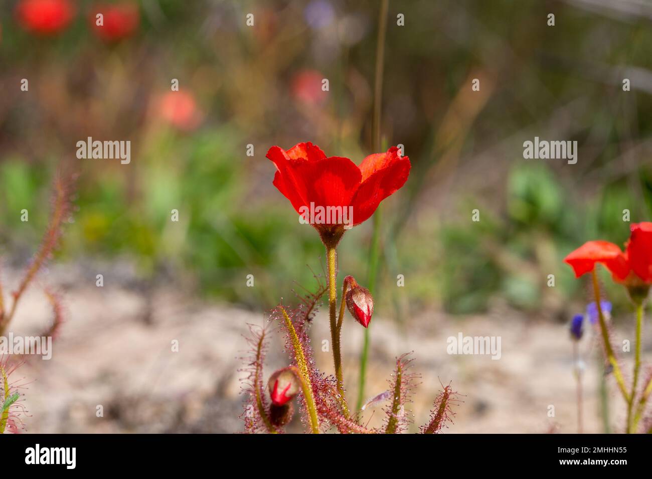 La belle forme à fleurs rouges du Sundew Drosera cistiflora dans l'habitat naturel, plante carnivore, plante collante, Cap occidental de l'Afrique du Sud Banque D'Images