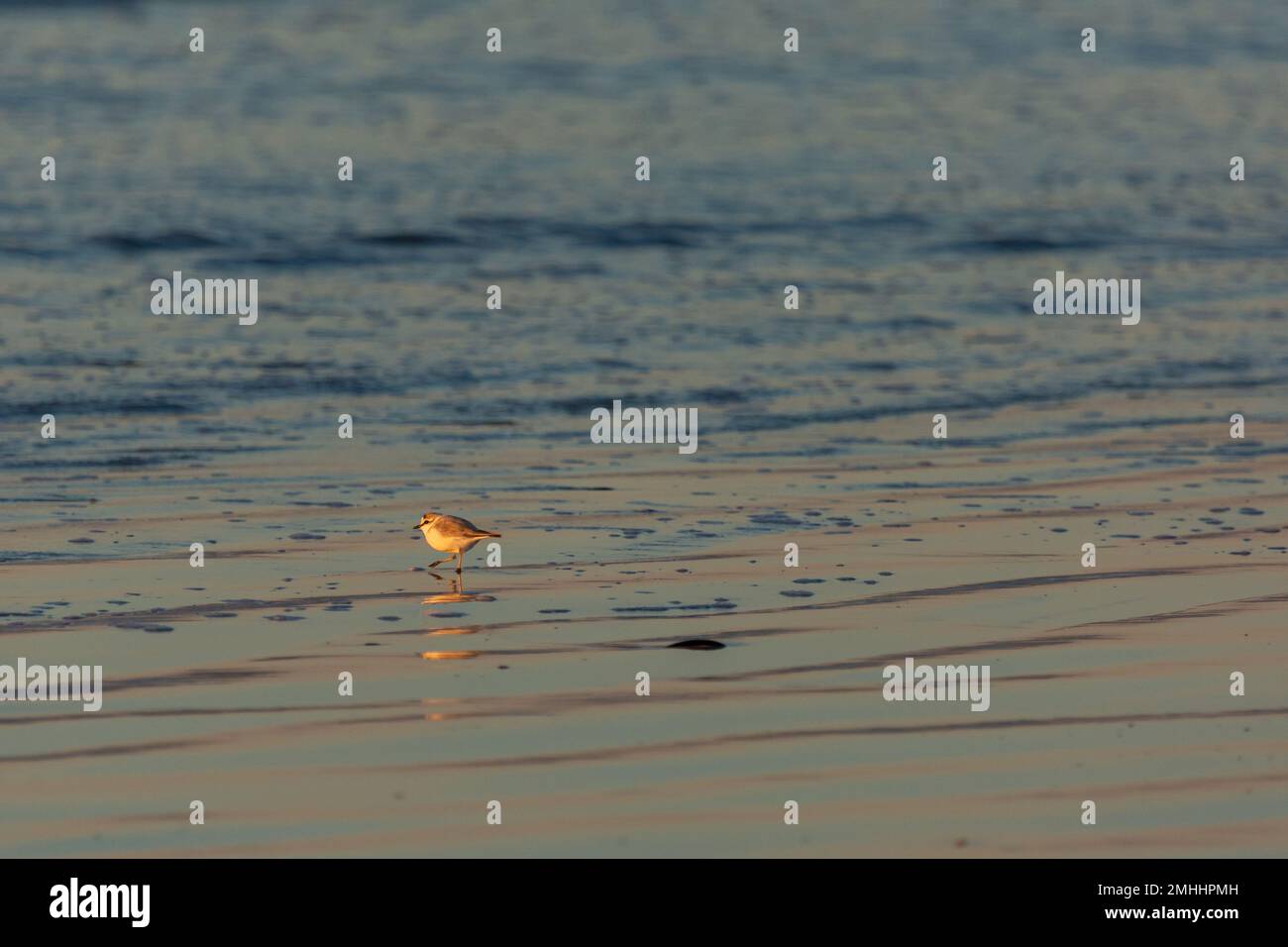 Petit oiseau sur la plage de Paternoster dans le Cap occidental de l'Afrique du Sud Banque D'Images