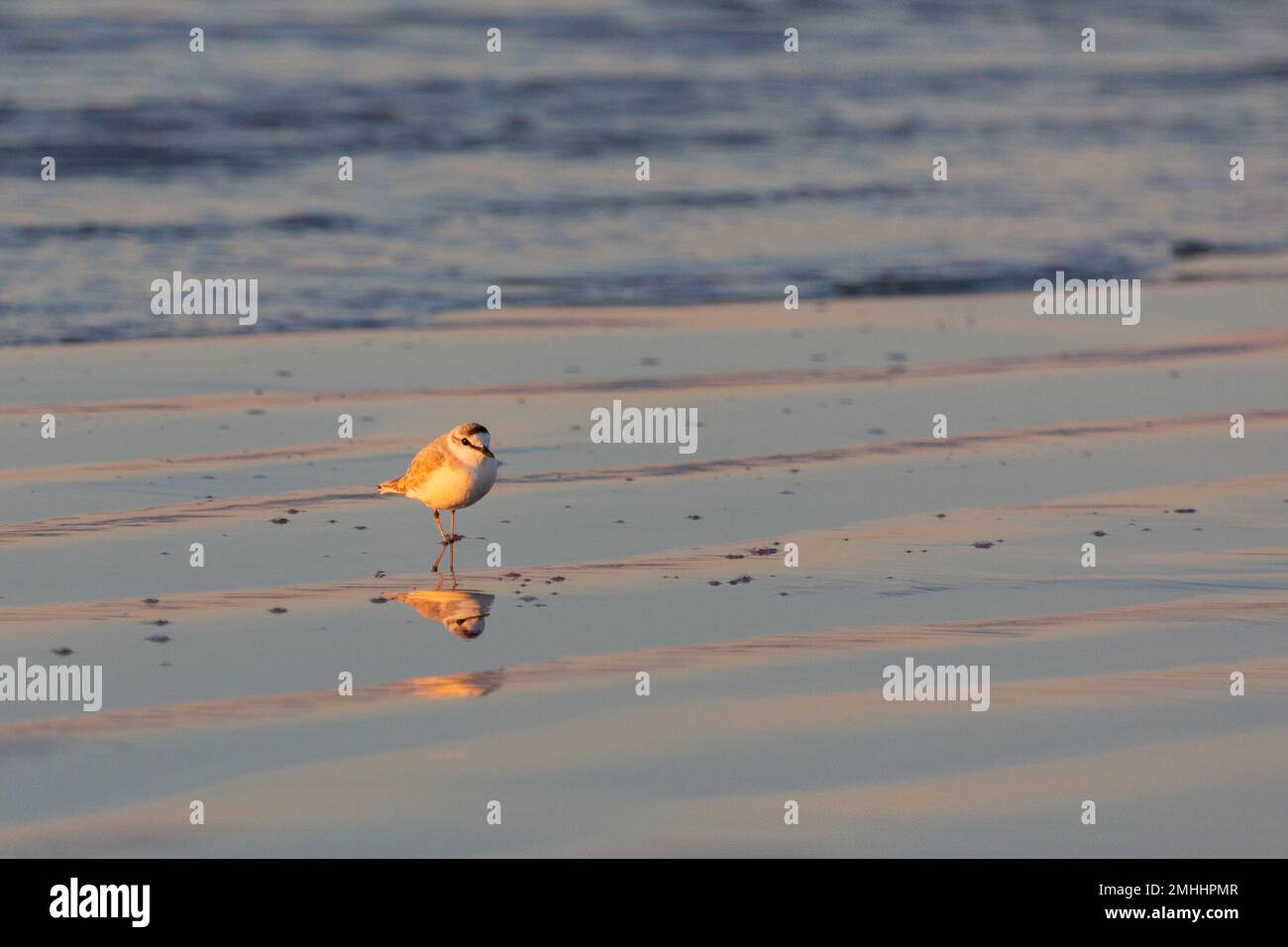 Petit oiseau sur la plage de Paternoster dans le Cap occidental de l'Afrique du Sud Banque D'Images