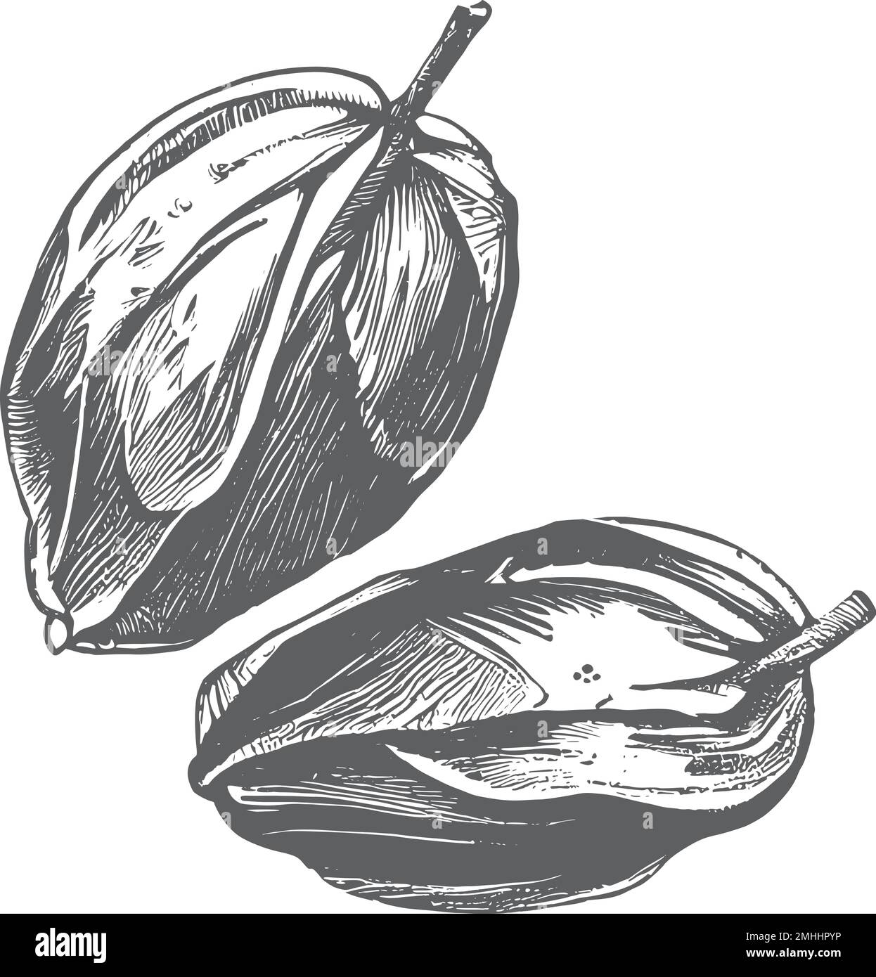 Date feuilles de palmier et fruits mûrs esquisse illustration vectorielle isolée sur fond blanc.encre dates dessinées avec des feuilles. Des fruits mûrs pendent de la branche Illustration de Vecteur