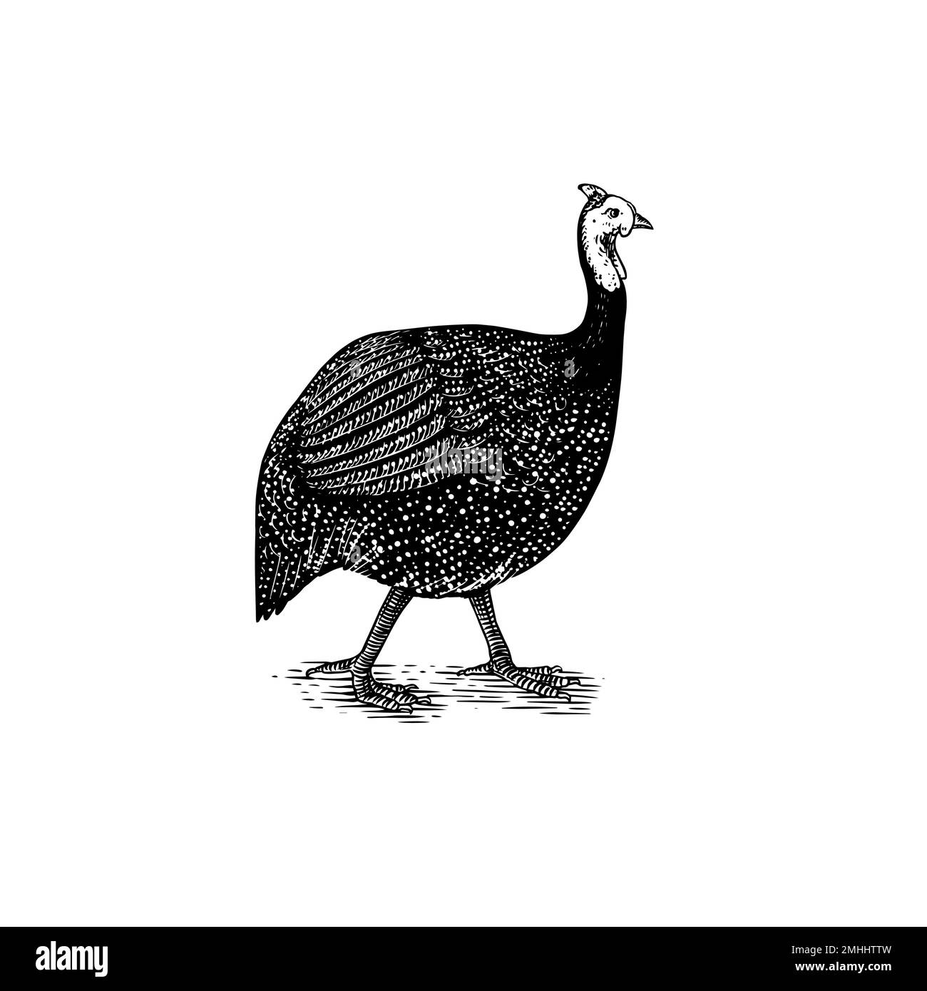 Guineafhibou domestique, pintade, poule perle, ou Gleany. Oiseau de ferme. Dessiné à la main. Animal gravé. Ancienne esquisse monochrome. Modèle rétro. Illustration de Vecteur