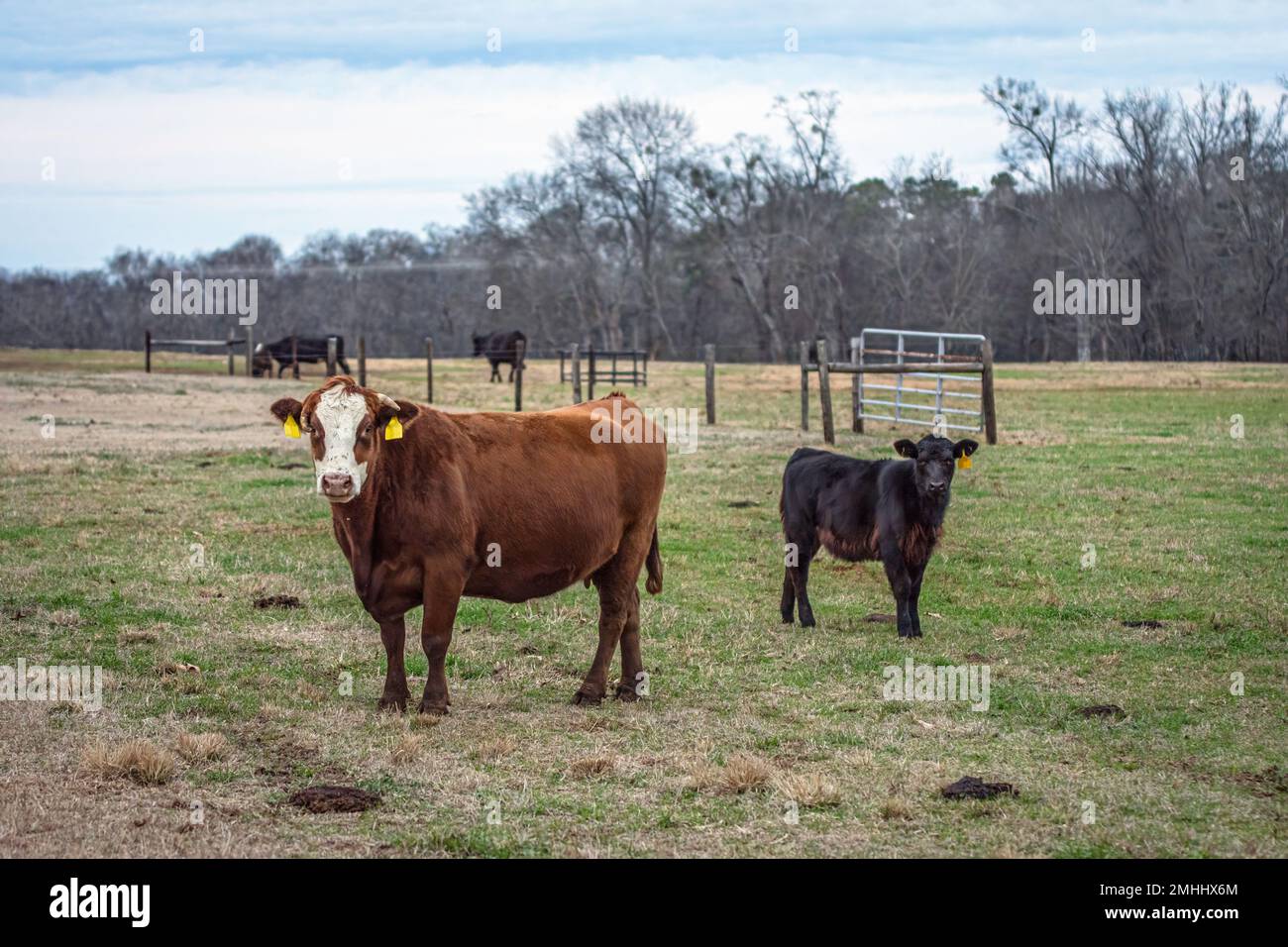 Une paire commerciale de vaches-veaux dans un pâturage d'hiver de l'Alabama au crépuscule. Banque D'Images