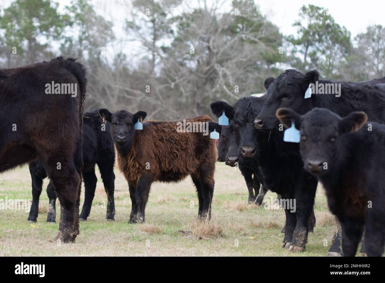 Veau Angus à poil long, déficient en cuivre, dans un troupeau du centre de l'Alabama en janvier. Les symptômes classiques de la carence en cuivre incluent les cheveux rugueux et décolorés Banque D'Images