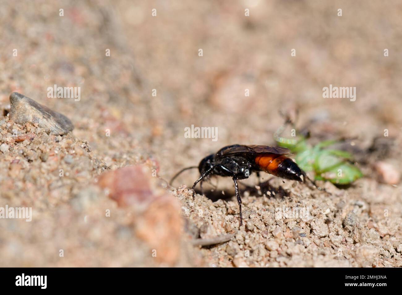Guêpe prédatrice (Astata boops) avec sa proie, un insecte-bouclier, Finlande sauvage. Banque D'Images
