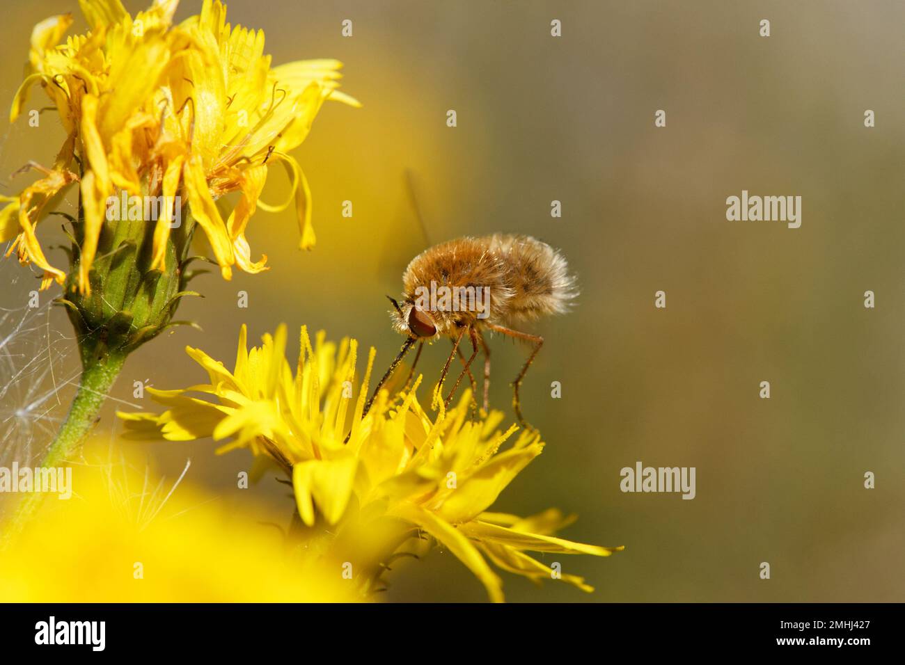 Heath Bee-Fly (Bombylius minor) nourrissant le nectar Banque D'Images