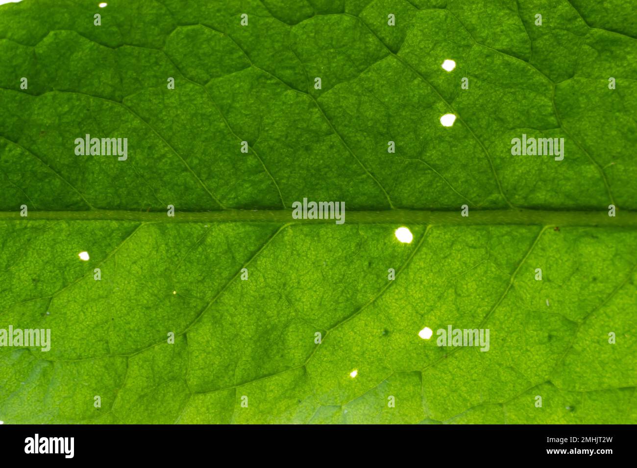 Texture des feuilles de vert abstrait pour l'arrière-plan. Environnement naturel, concept écologique. Banque D'Images