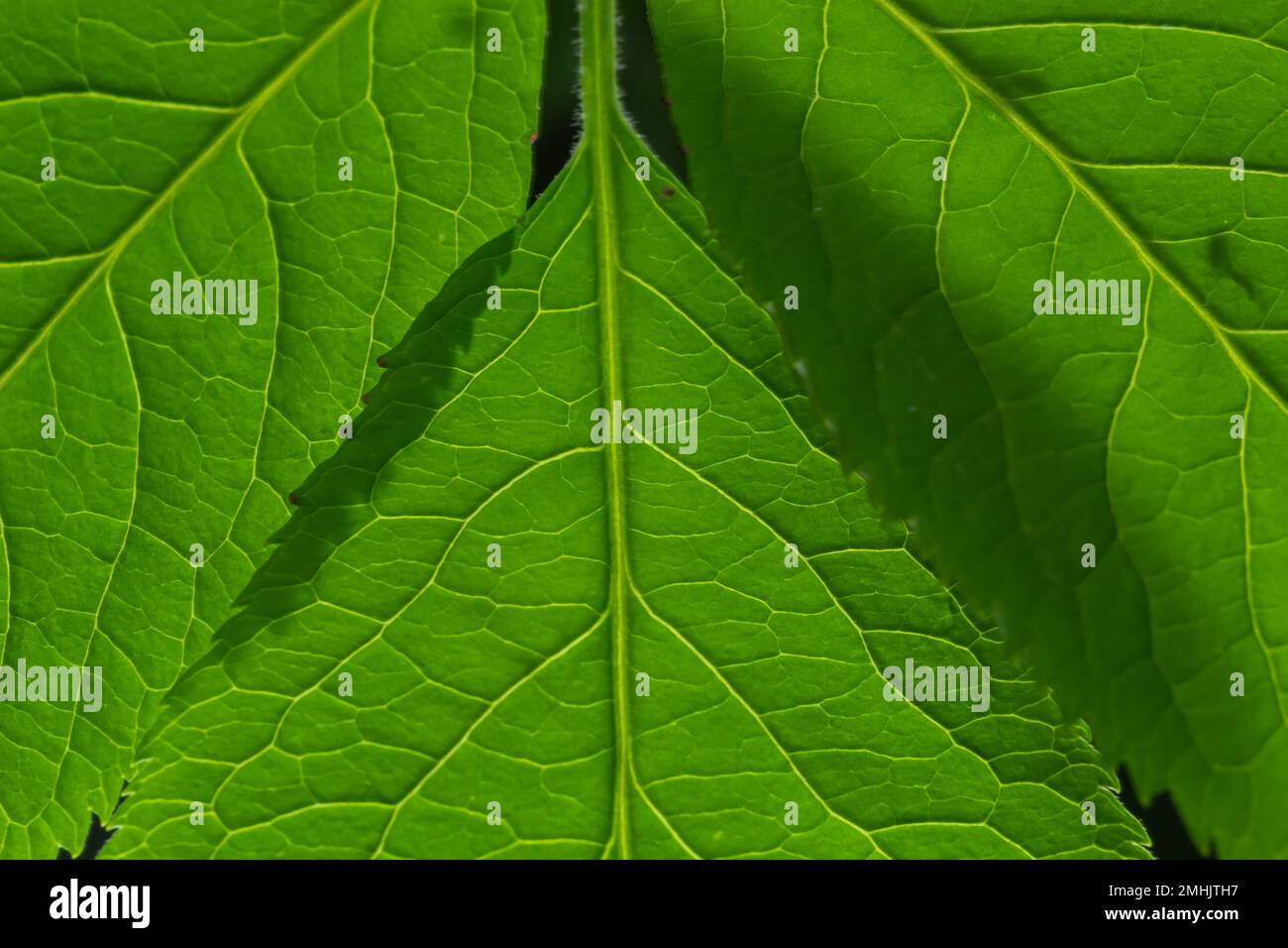 Texture des feuilles de vert abstrait pour l'arrière-plan. Environnement naturel, concept écologique. Banque D'Images