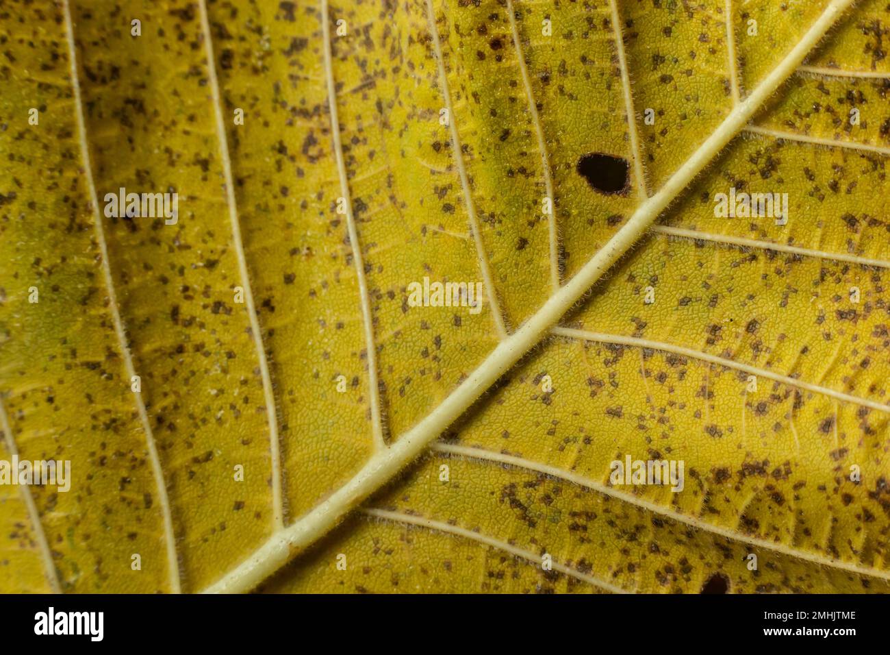 Photo macro d'une feuille jaune, feuillage d'automne coloré. Texture feuille jaune doré gros plan. Photographie macro. Banque D'Images