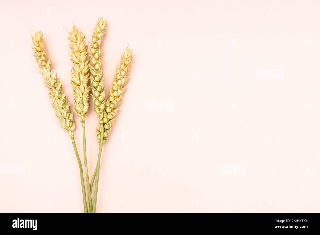 plusieurs épillets séchés sur fond rose gros plan avec l'espace d'imitation Banque D'Images