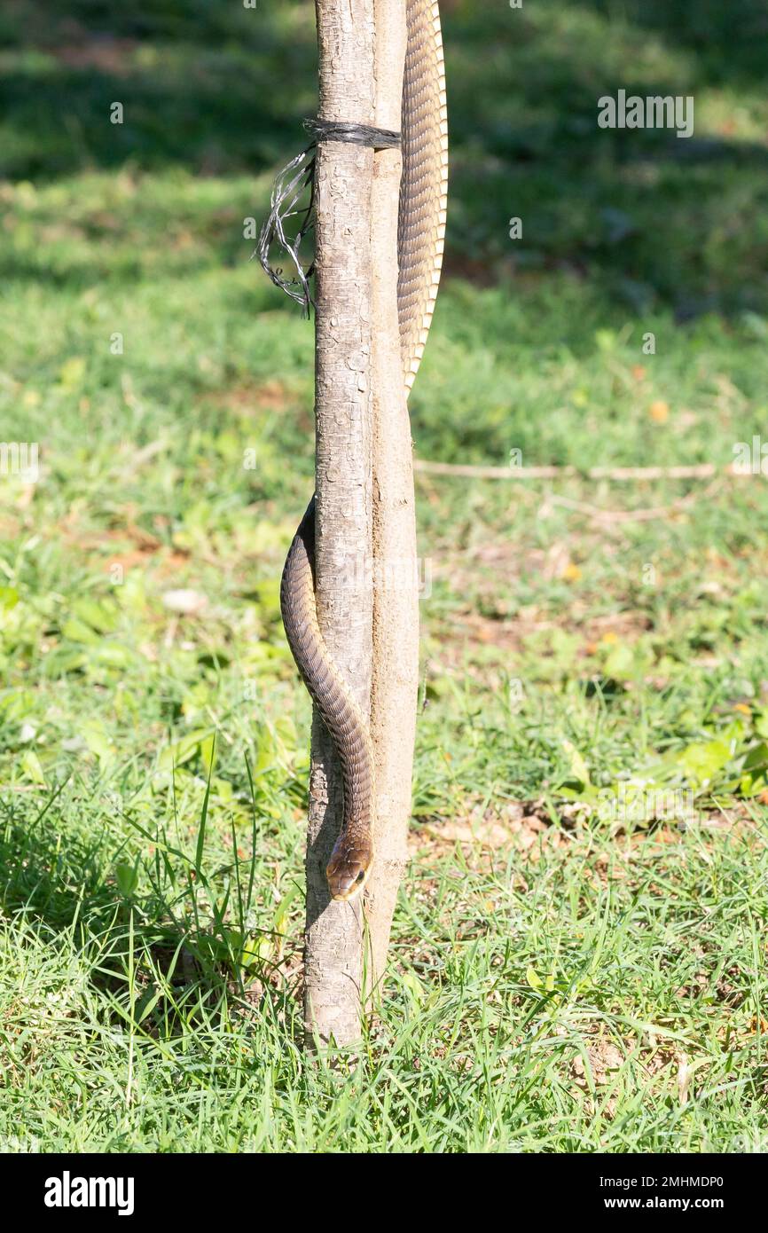 Grand 2,5m Cape femelle Boomslang (Dispholidus typus typus) utilisant un petit arbre pour s'envin pour le camouflage en descendant Banque D'Images