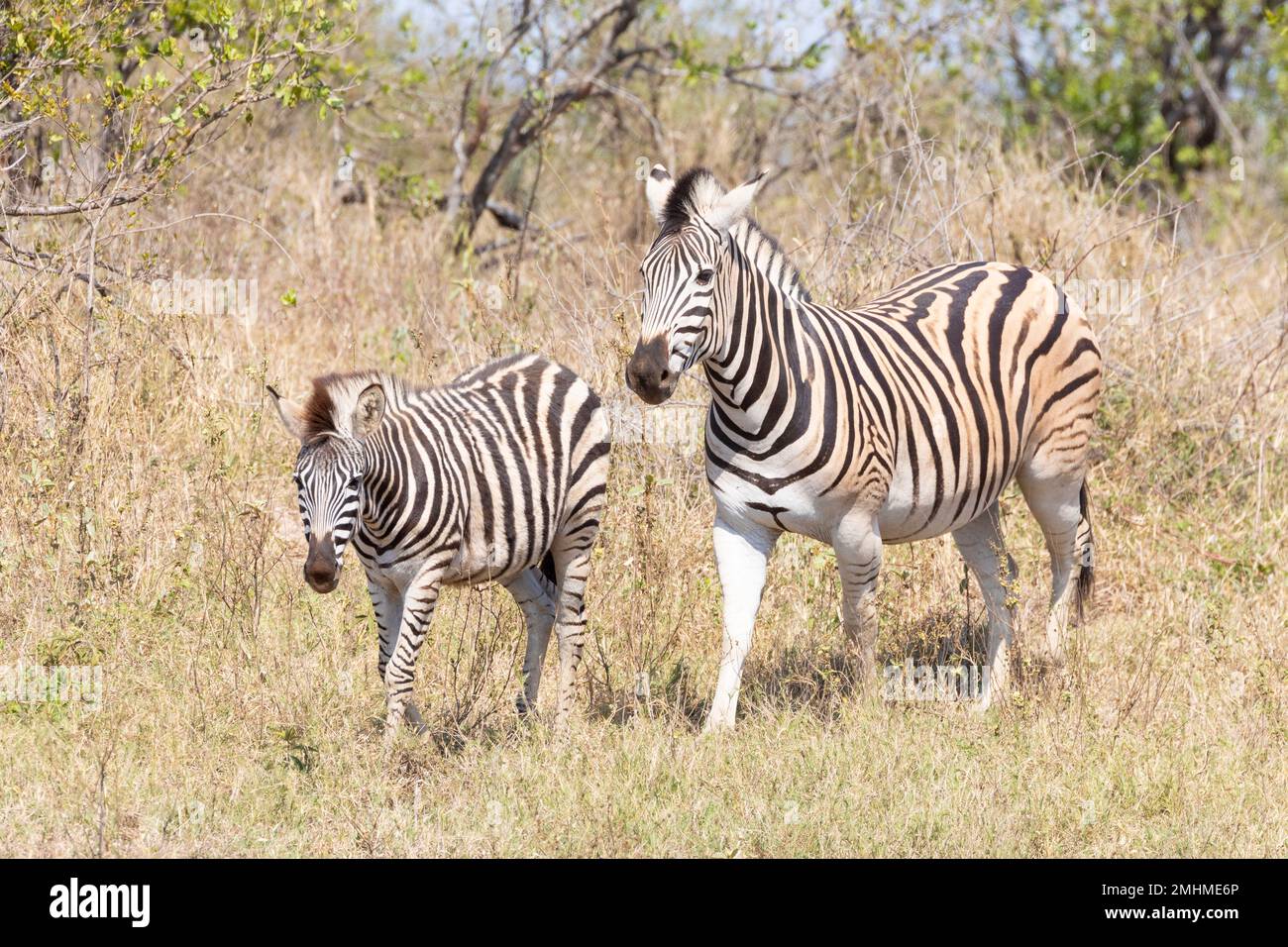 La mère et la pouse de Burchell's Zebra (Equus quagga burchelli) marchant dans la savane des prairies. Également connu sous le nom de zèbre des plaines Banque D'Images