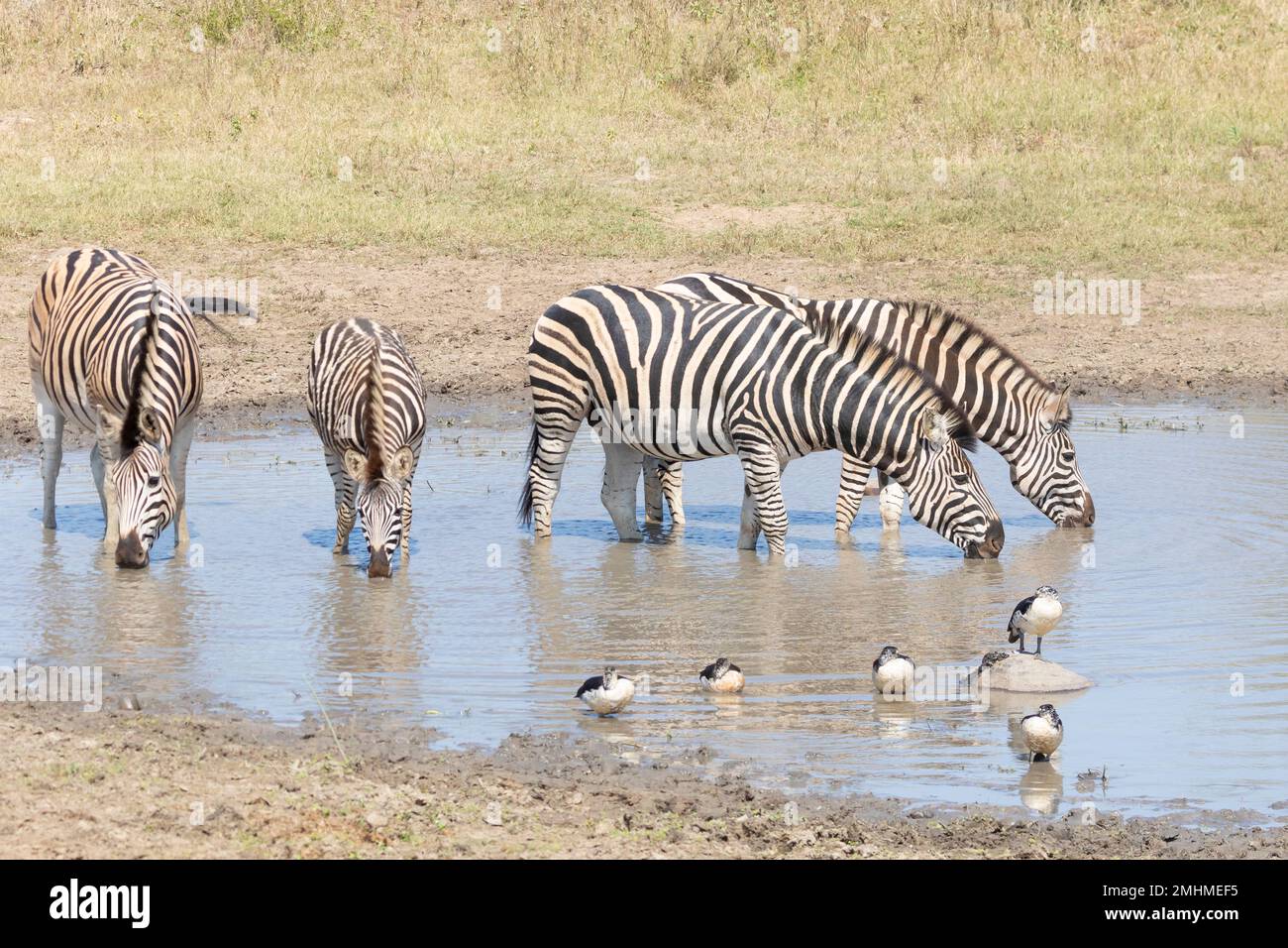 Le troupeau de zèbre de Burchell (Equus quagga burchelli) boit dans un trou d'eau Banque D'Images