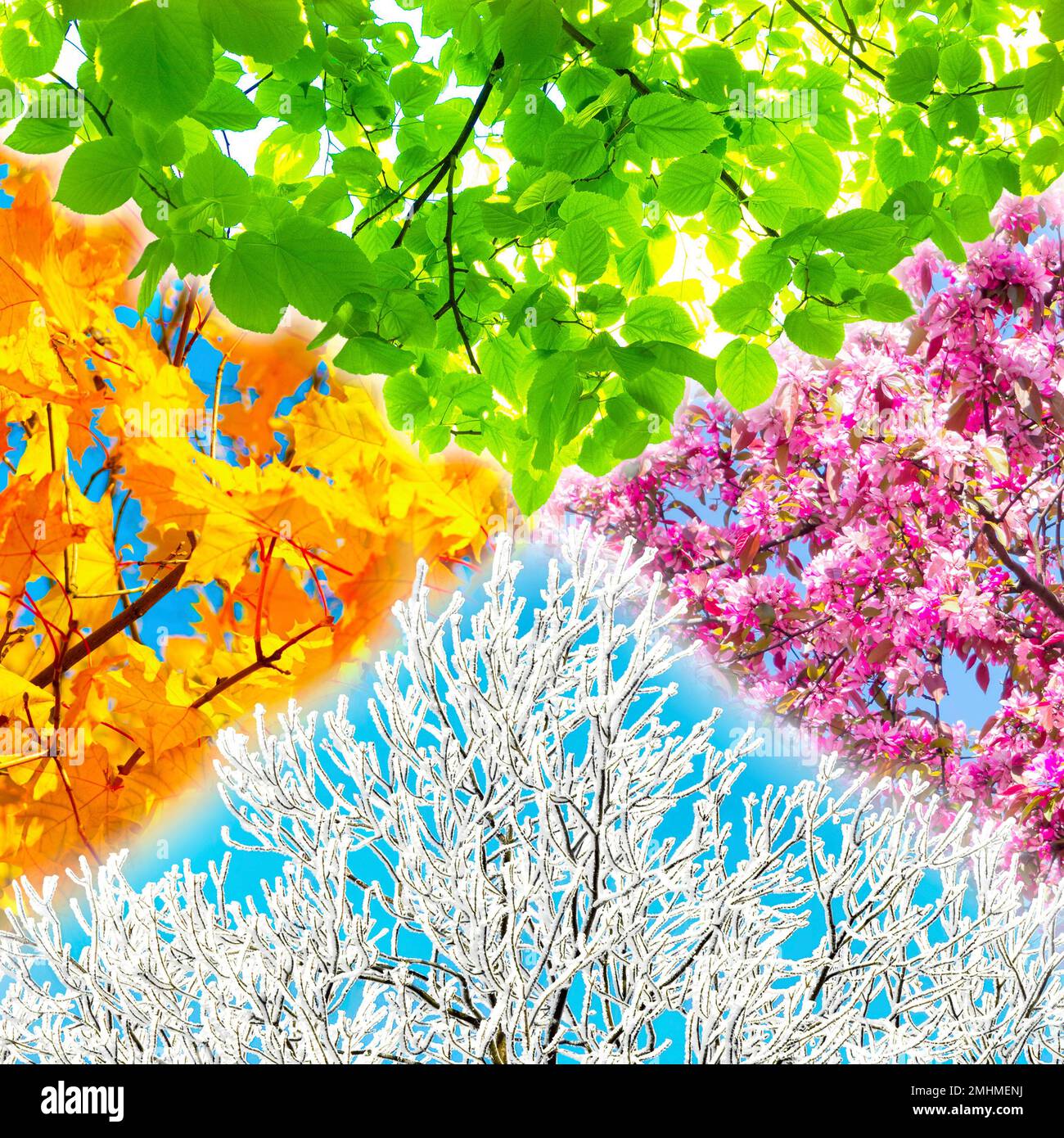 Collage carré de quatre images d'arbres représentant chaque saison : printemps, été, automne et hiver. Banque D'Images