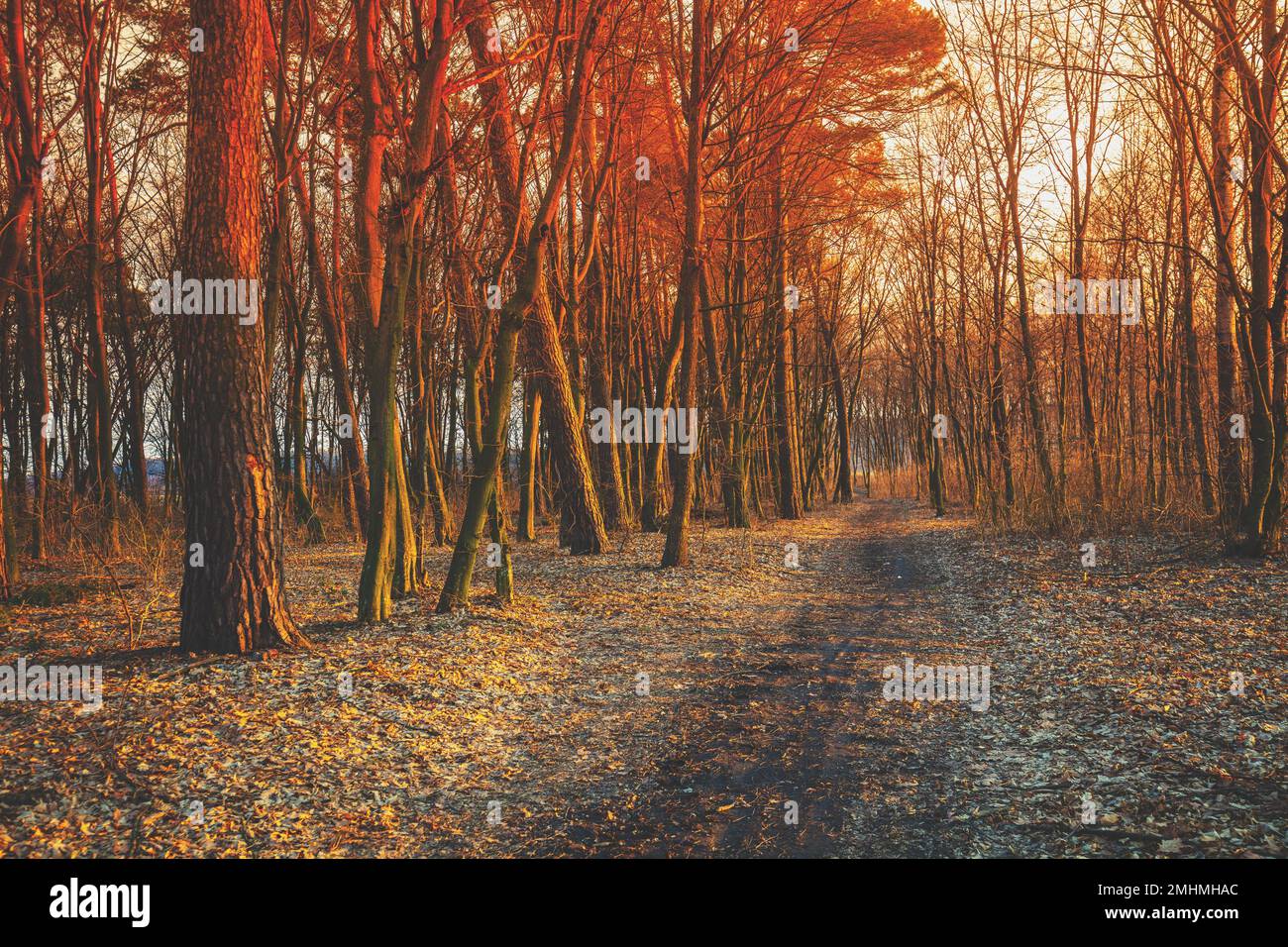 Route de campagne en terre dans la forêt au coucher du soleil au début du printemps Banque D'Images