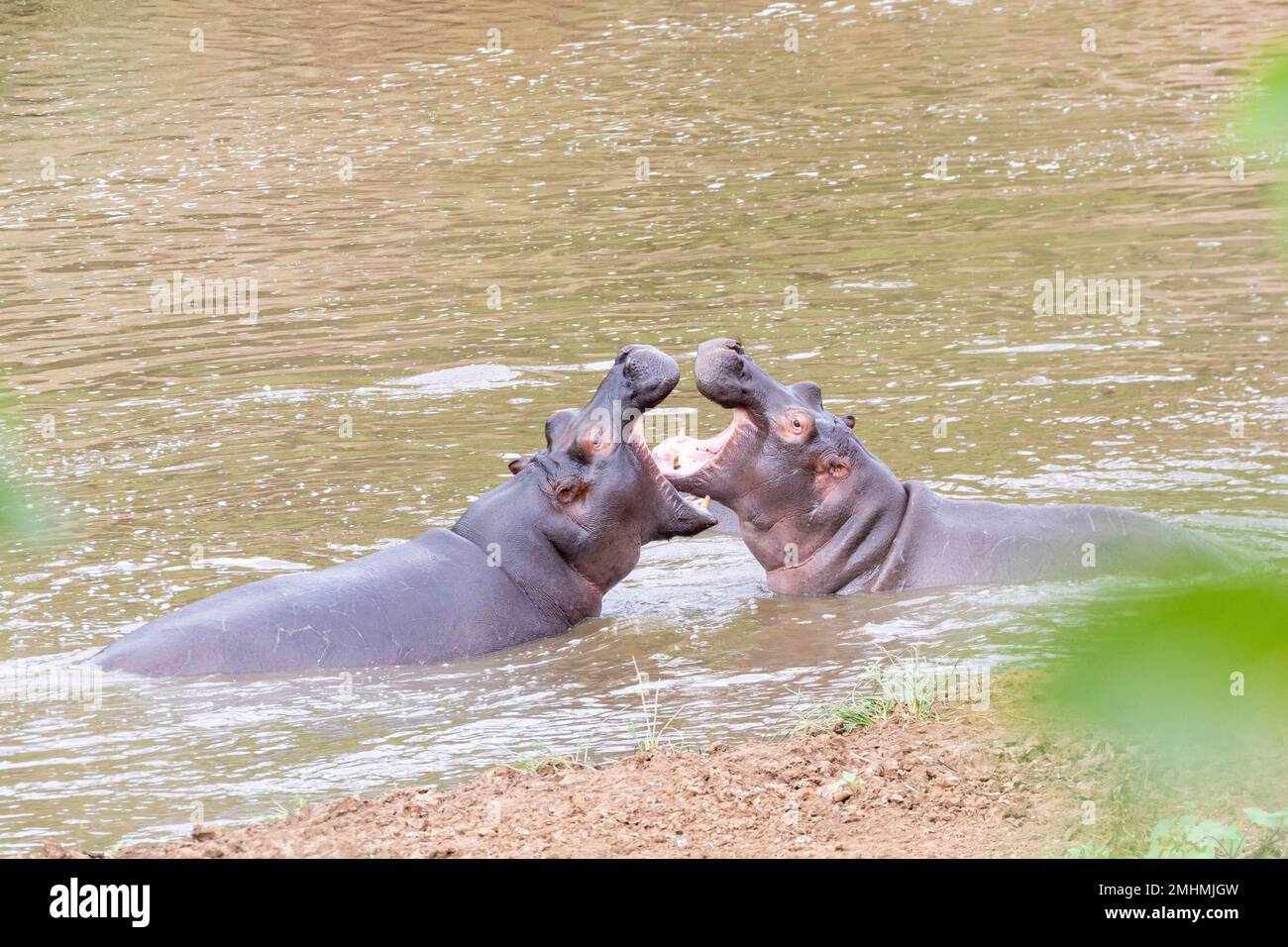 Lutte contre l'hippopotame mâle (Hippopotamus amphibius), Parc national Kruger, Afrique du Sud. Troisième plus grand mammifère terrestre et l'un des plus dangereux Banque D'Images