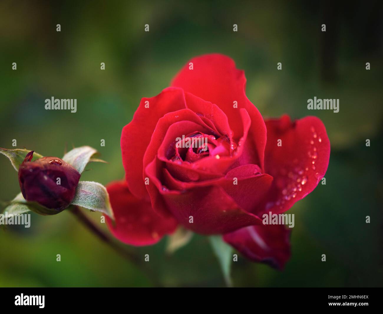 Close-up of red rose Banque D'Images
