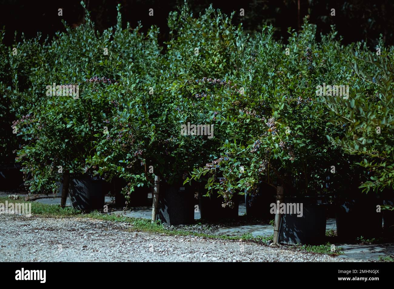 Beaucoup de bleuets, pots de plastique agro, culture biologique, récolte d'été au Portugal. Banque D'Images