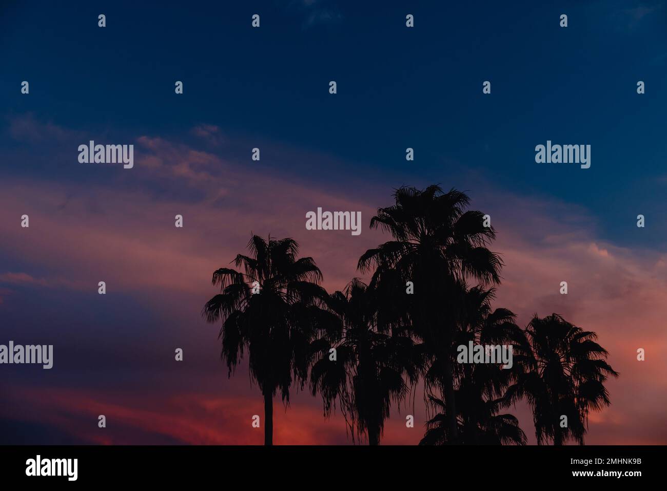 Beau palmier à noix de coco avec ciel au coucher du soleil Banque D'Images