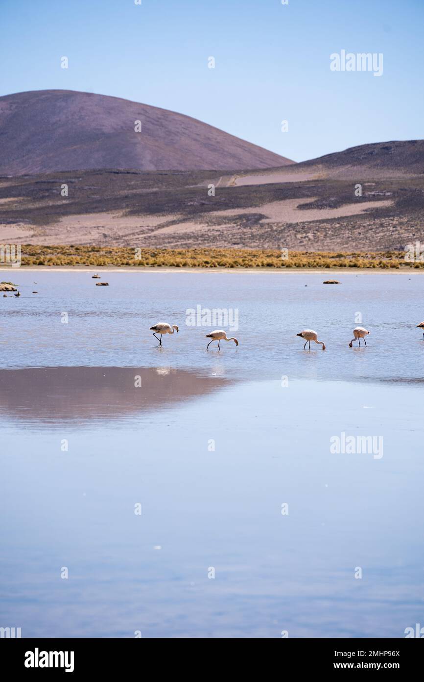 Flamingo de la lagune blanche en Bolivie l'Amérique du Sud Salt Flat Uyuni Banque D'Images