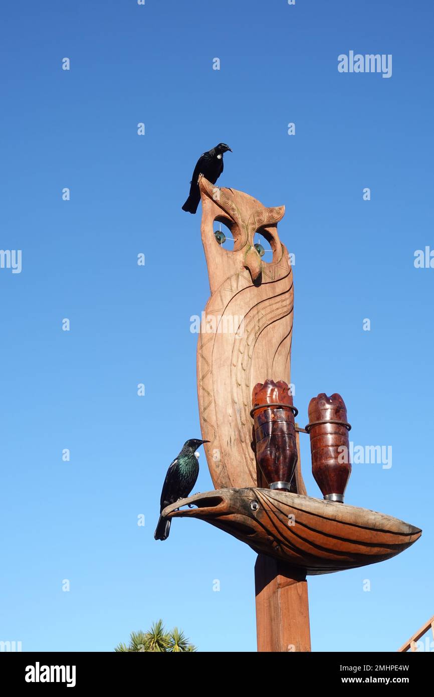 Le Tui (prostemadera novaeseelandiae) oiseau originaire de Nouvelle-Zélande Banque D'Images