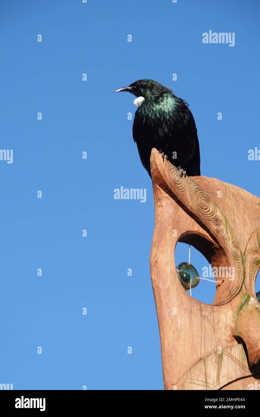 Le Tui (prostemadera novaeseelandiae) oiseau originaire de Nouvelle-Zélande Banque D'Images