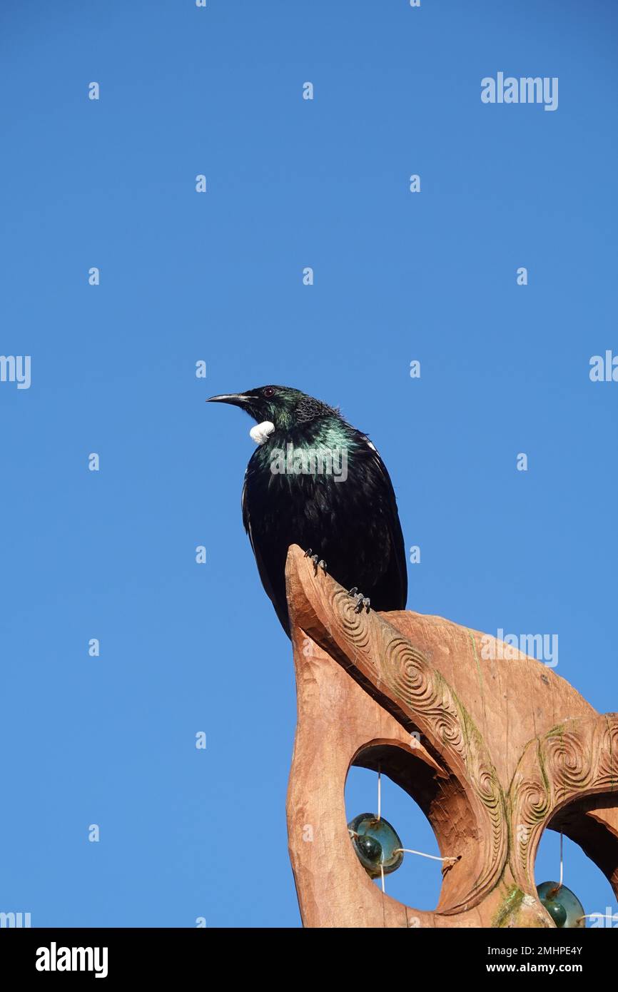 Le Tui (prostemadera novaeseelandiae) oiseau originaire de Nouvelle-Zélande Banque D'Images