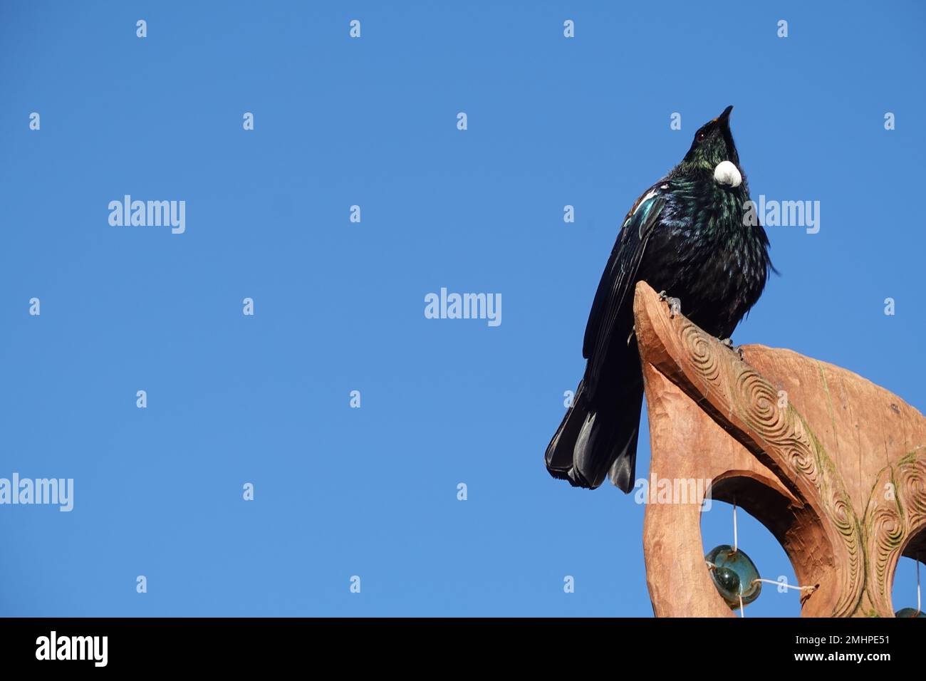 Le Tui (prostemadera novaeseelandiae) oiseau originaire de Nouvelle-Zélande Banque D'Images