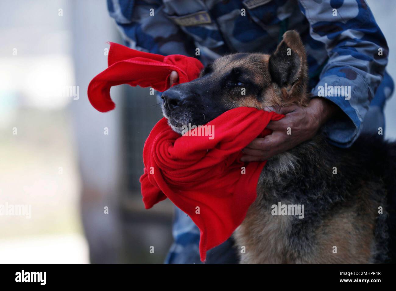 Nepal's Armed Police Force personnel wipe their dogs after bathing them
