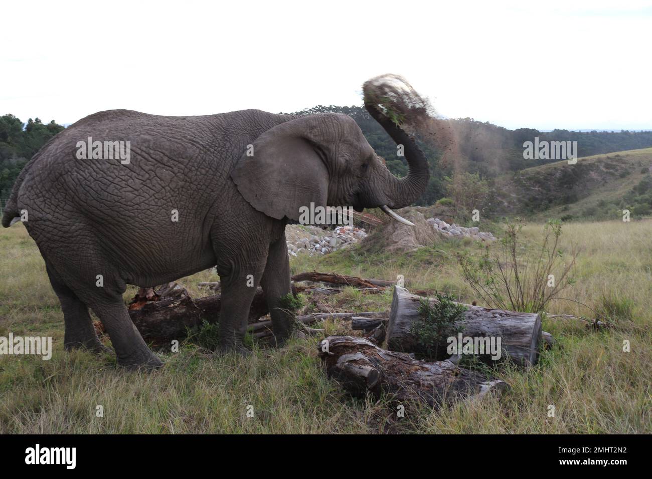 Éléphant en jeu Banque D'Images