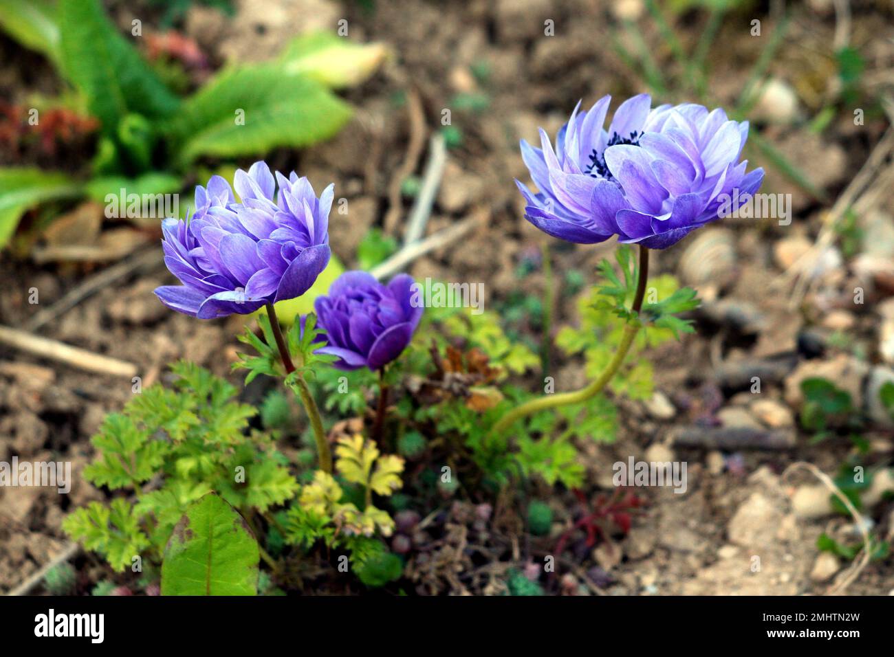 Trois plantes à fleurs vivaces d'Anemone avec des fleurs partiellement à complètement ouvertes en fleurs composées de sépales violets et de feuilles basales avec marge de feuilles dentées Banque D'Images