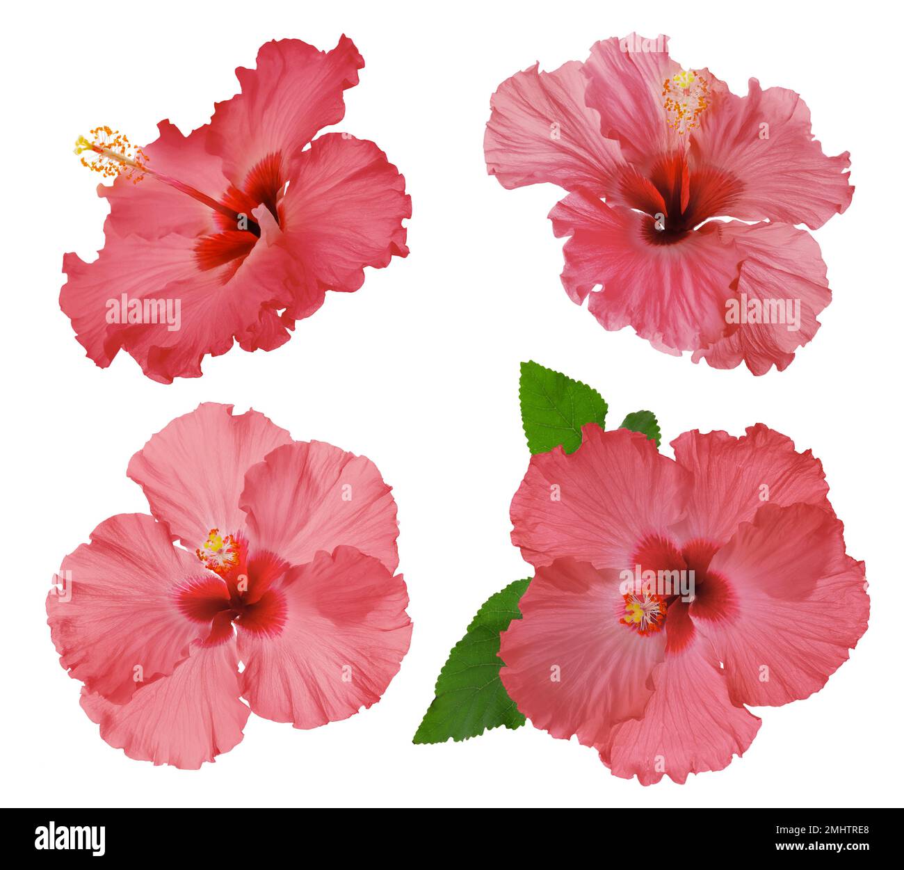 Ensemble de belles fleurs d'hibiscus tropicales isolées sur blanc Banque D'Images