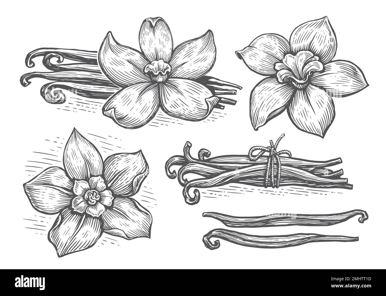 Gousses de vanille et fleur d'orchidée, illustration vectorielle d'esquisse. Ensemble d'herbes épicées à la vanille Illustration de Vecteur