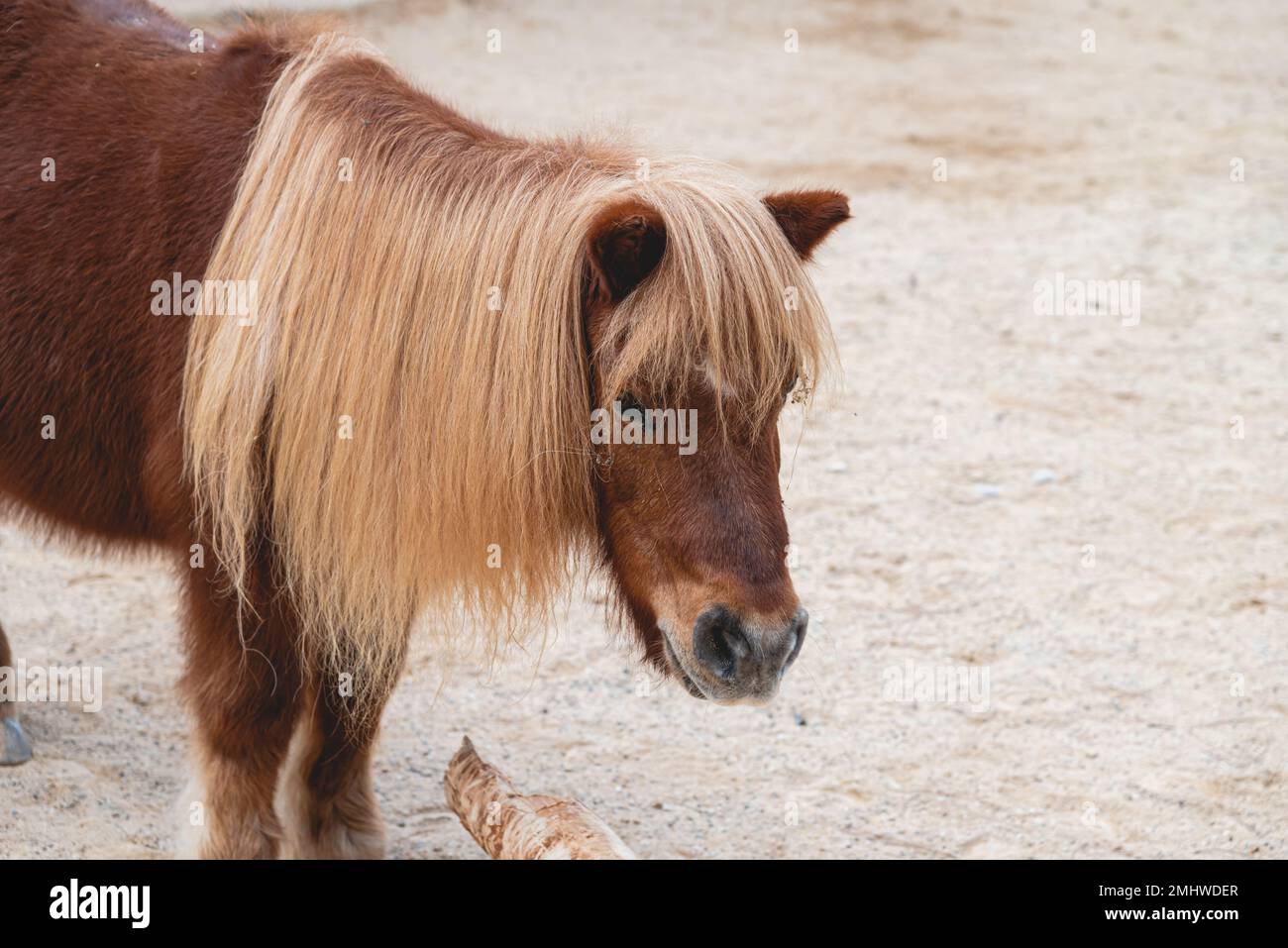 Portrait d'un magnifique poney shetland avec une longue carie jaune Banque D'Images