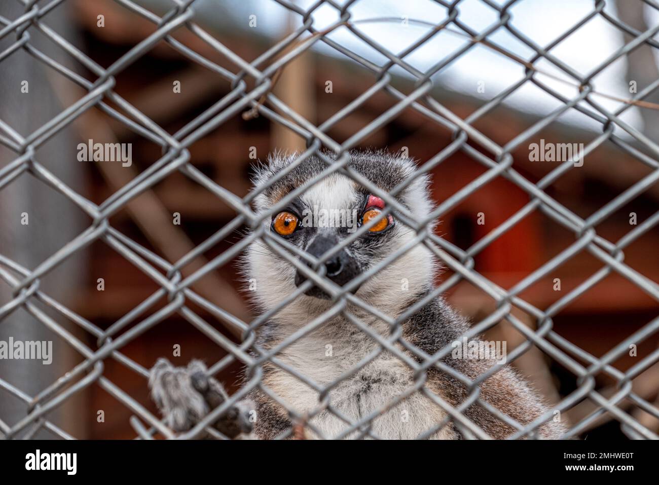 Lémuriens à queue ronde piégés dans la clôture du zoo Banque D'Images